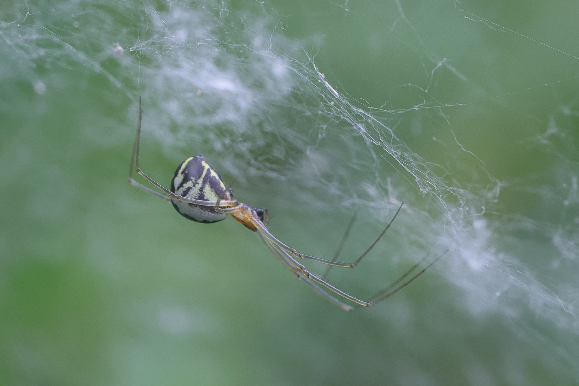 neriene_radiata1mdjpg