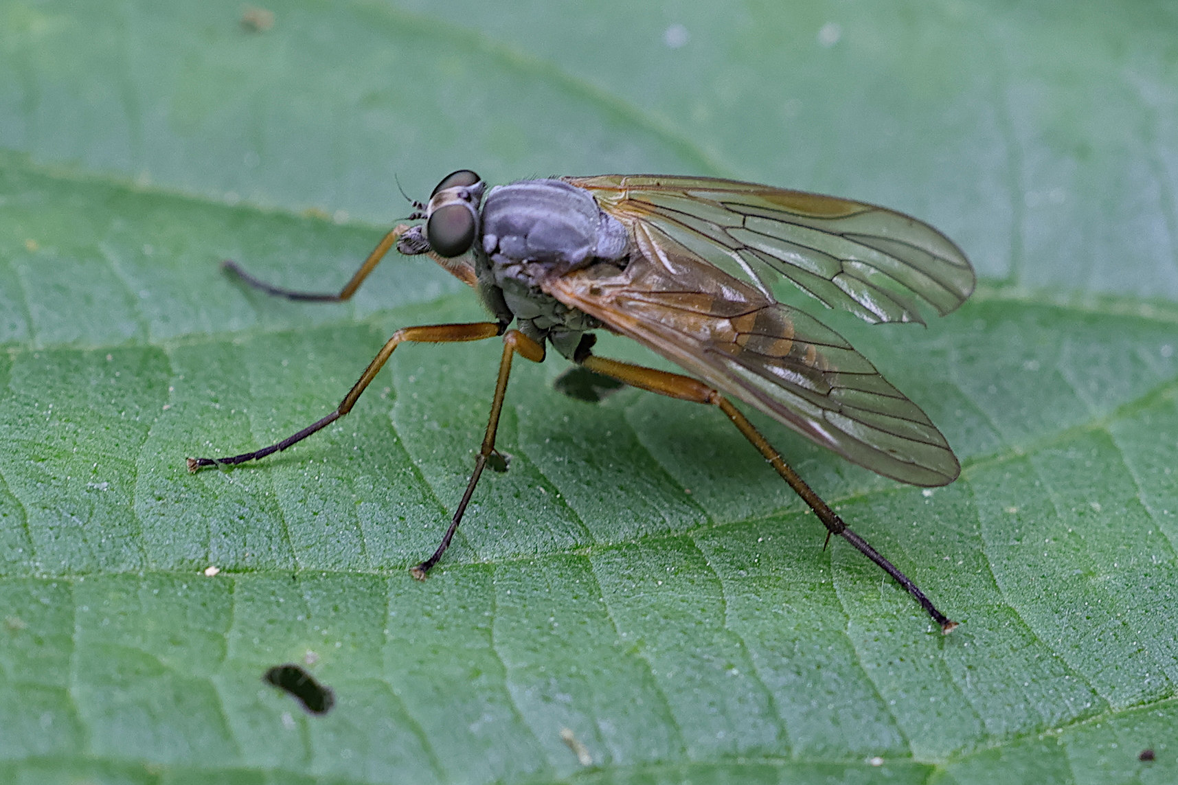 rhagio_vitripennis1md