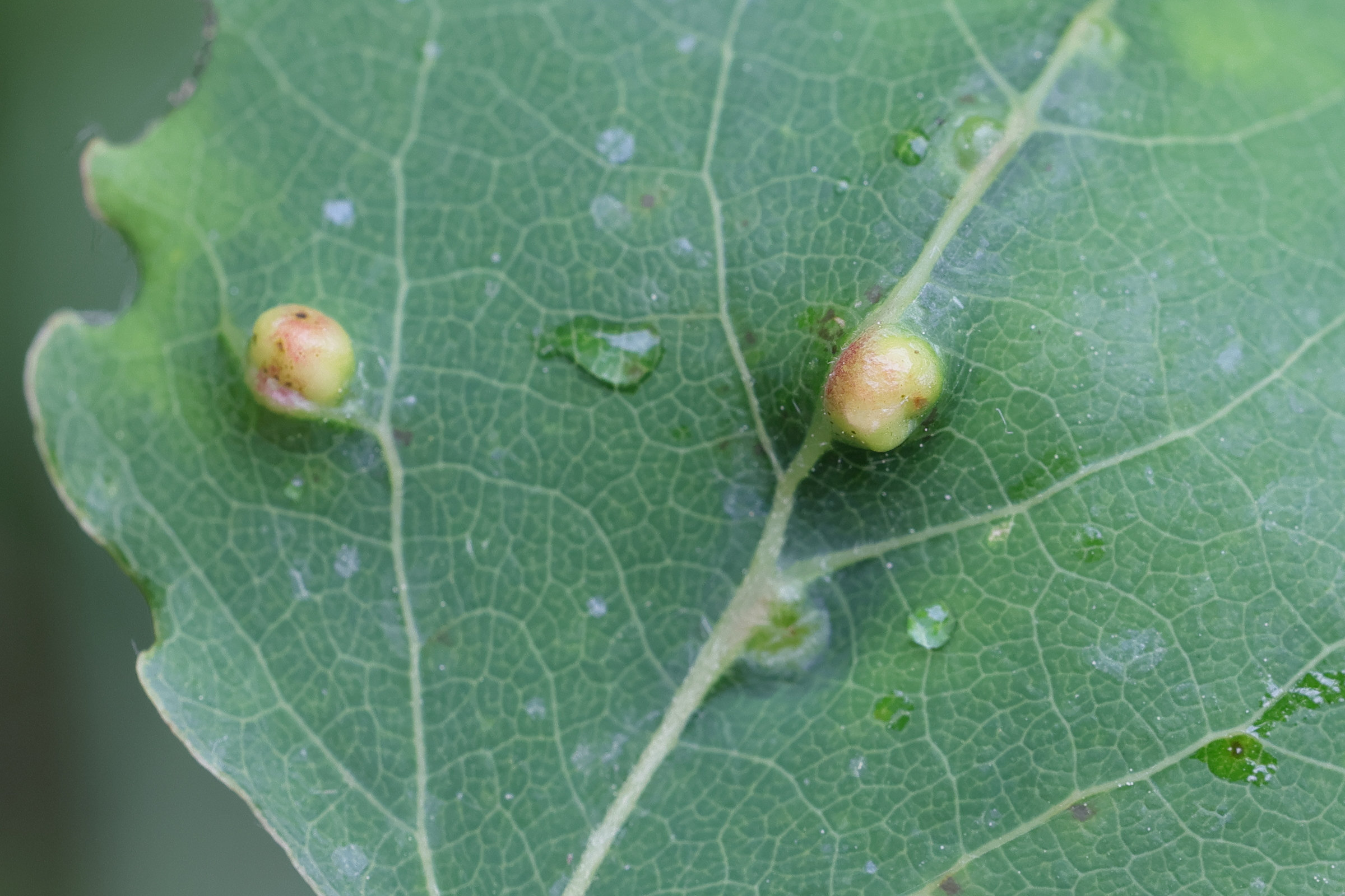 harmandiola_globuli_galle2md