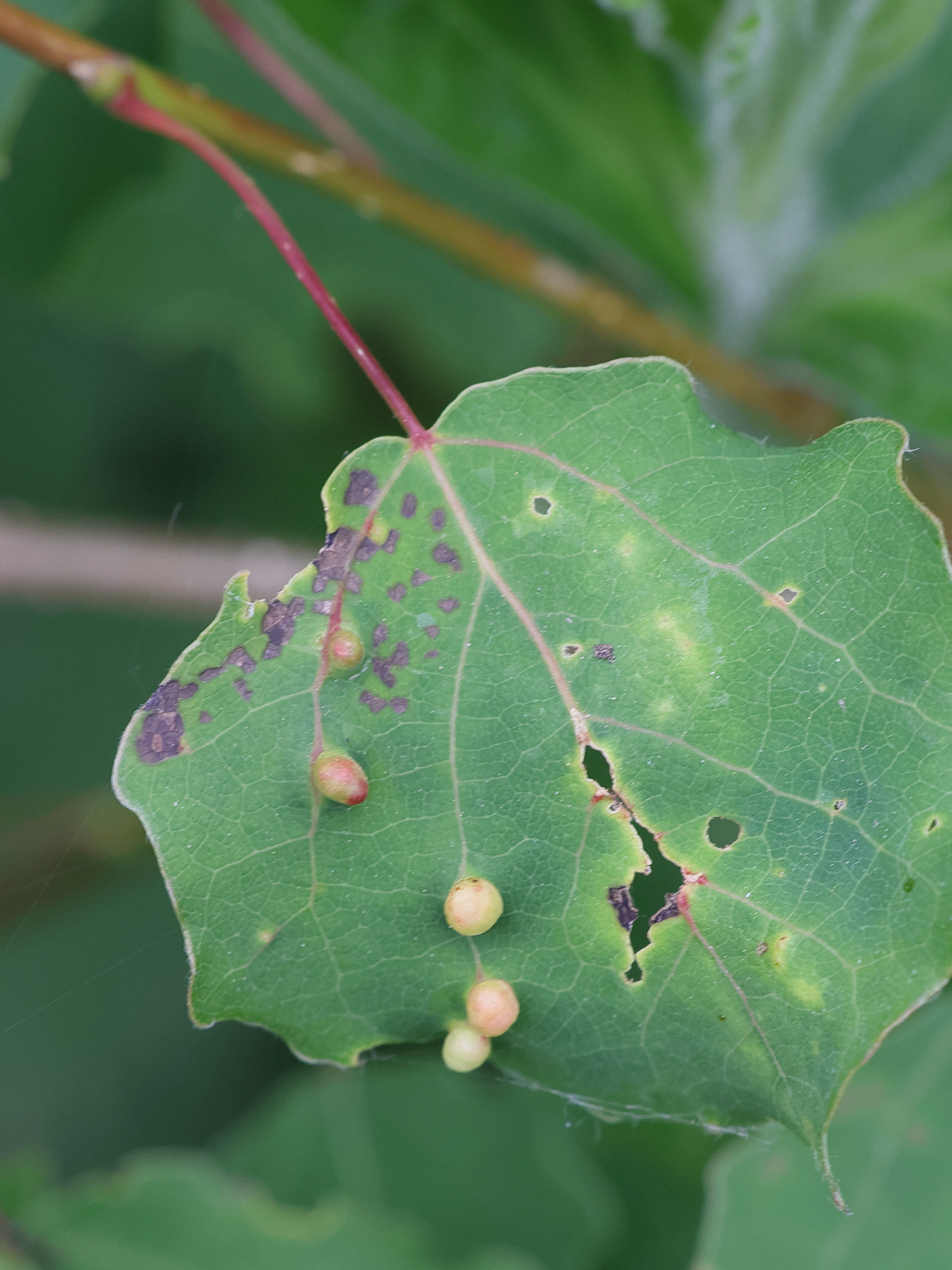 harmandiola_globuli_galle3mdjpg