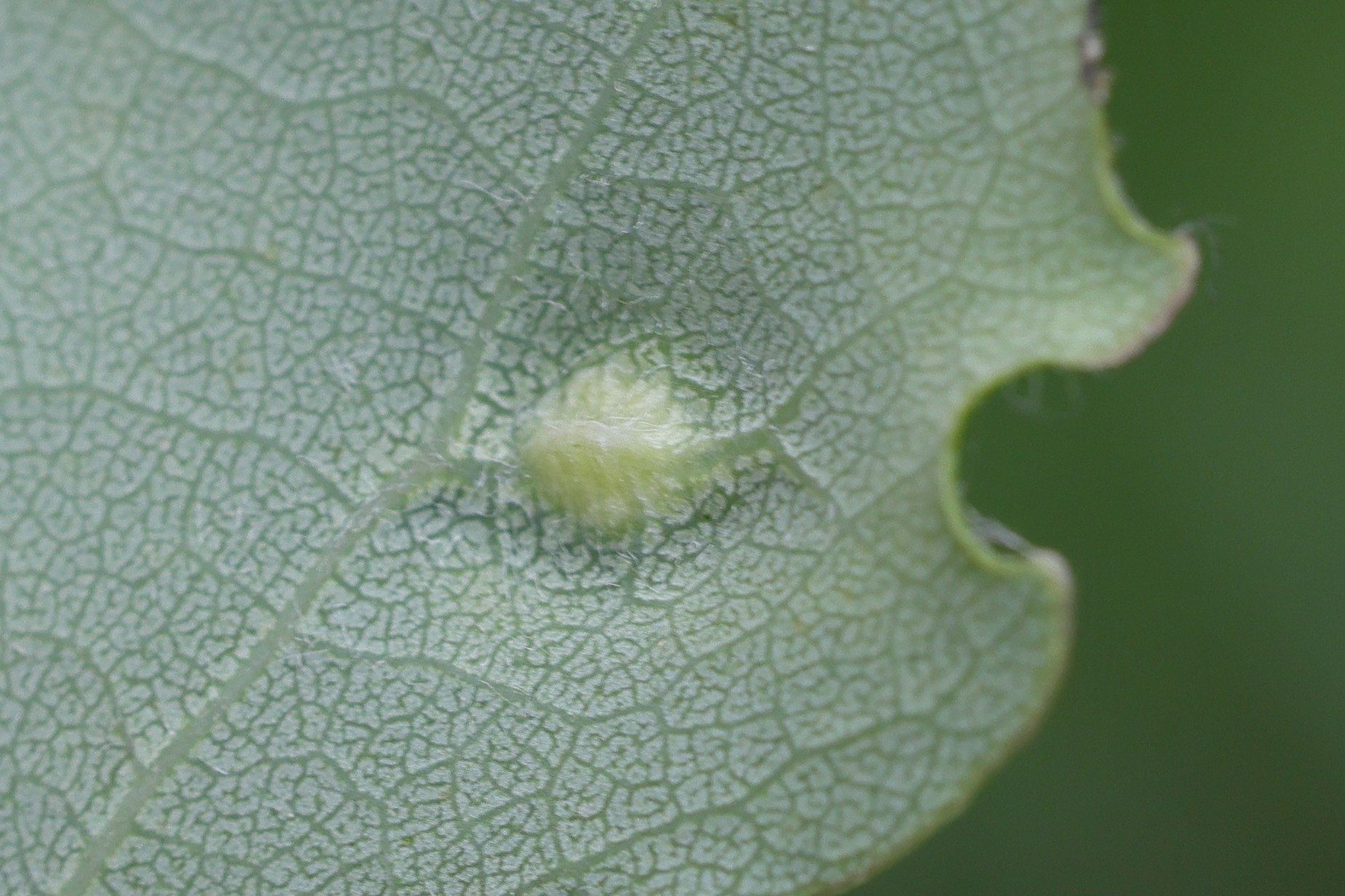 harmandiola_globuli_galle4md