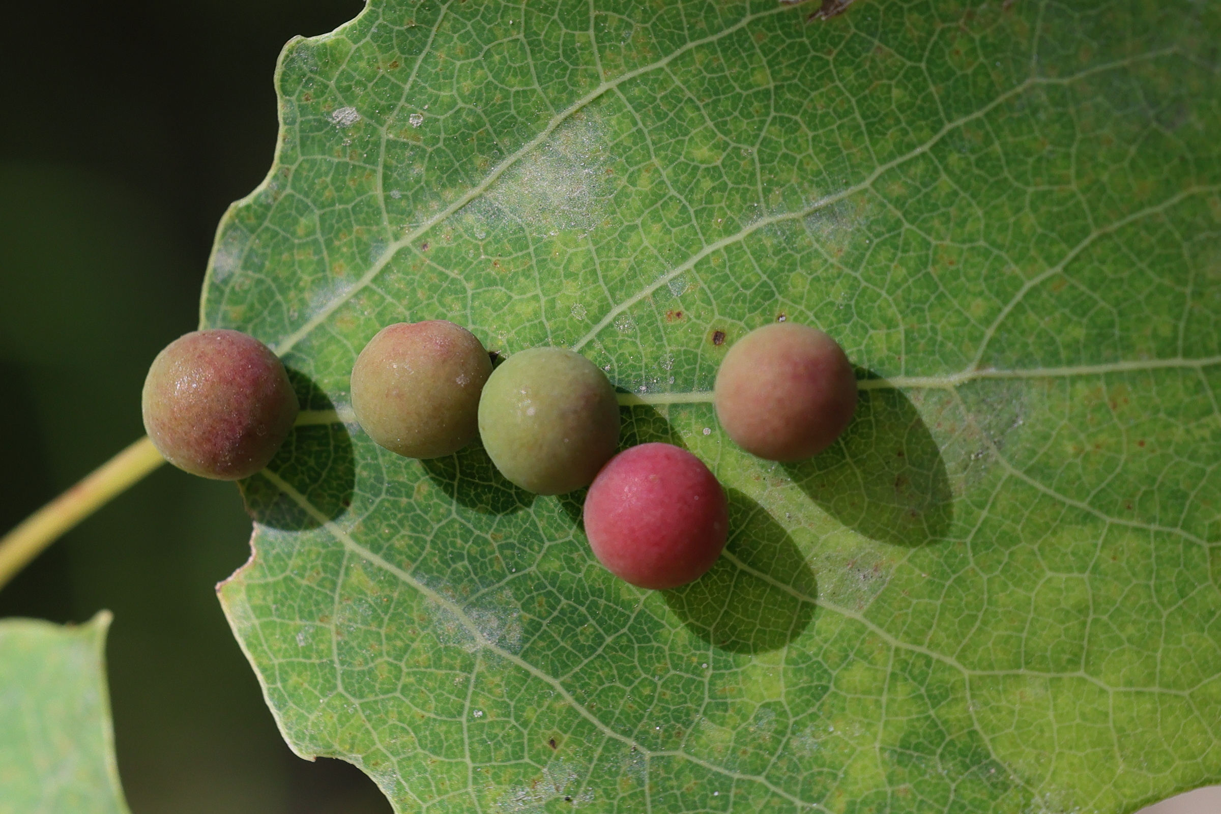 harmandiola_tremulae_galle1md