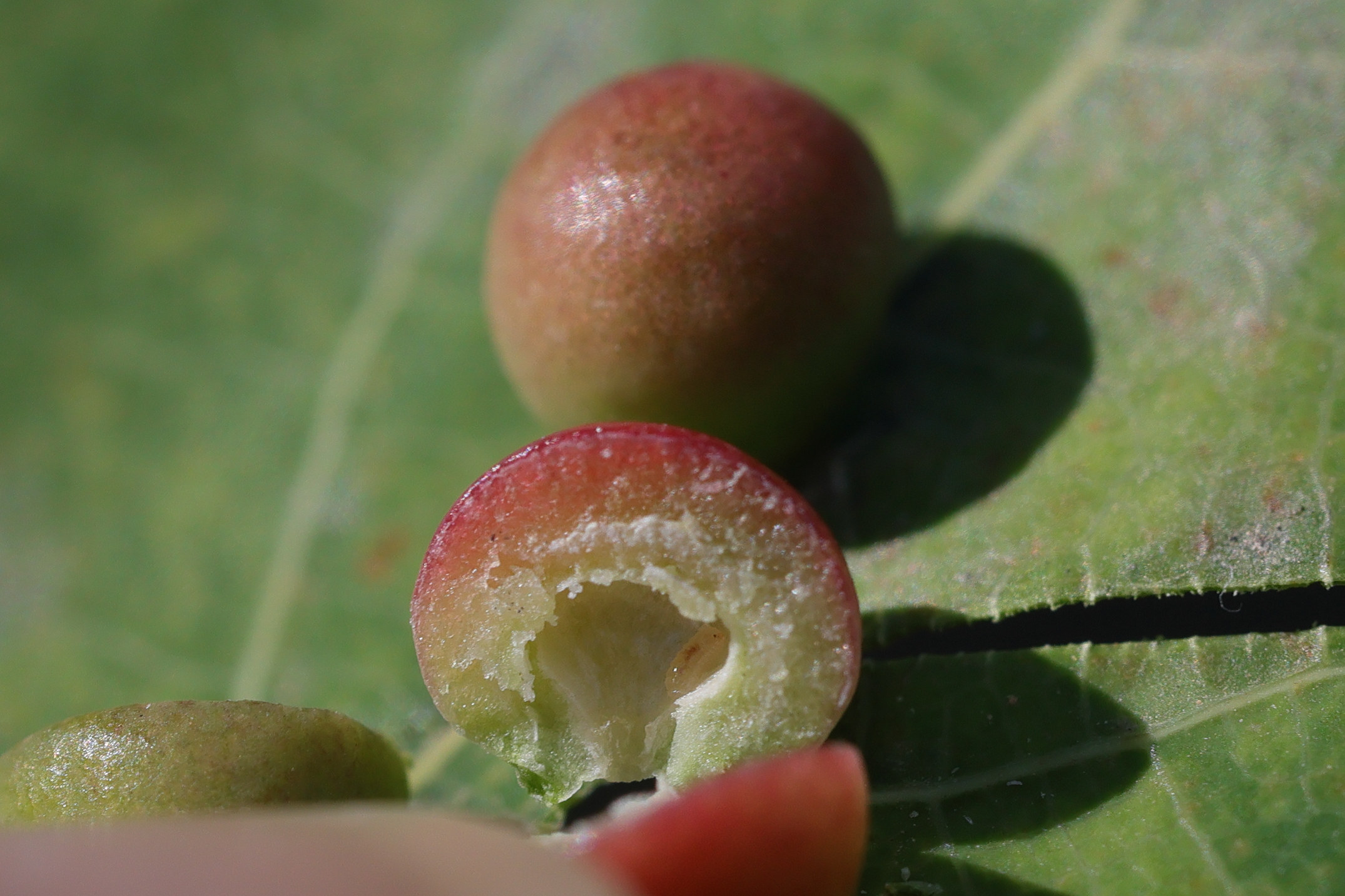 harmandiola_tremulae_galle2md