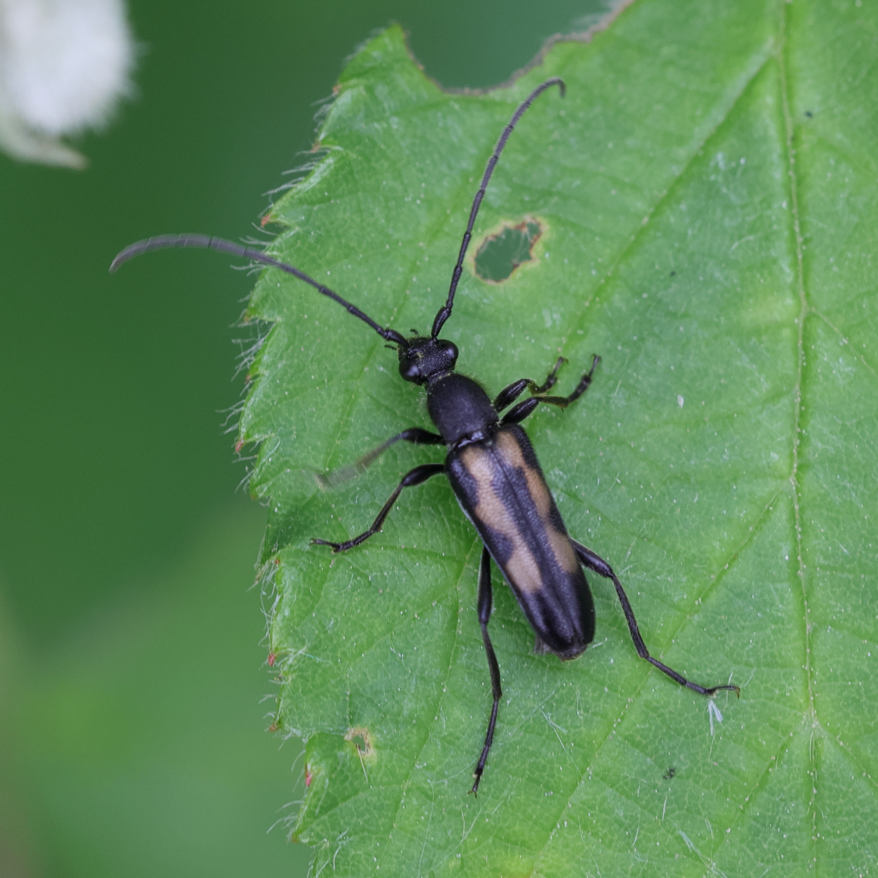 anoplodera_sexguttata3md