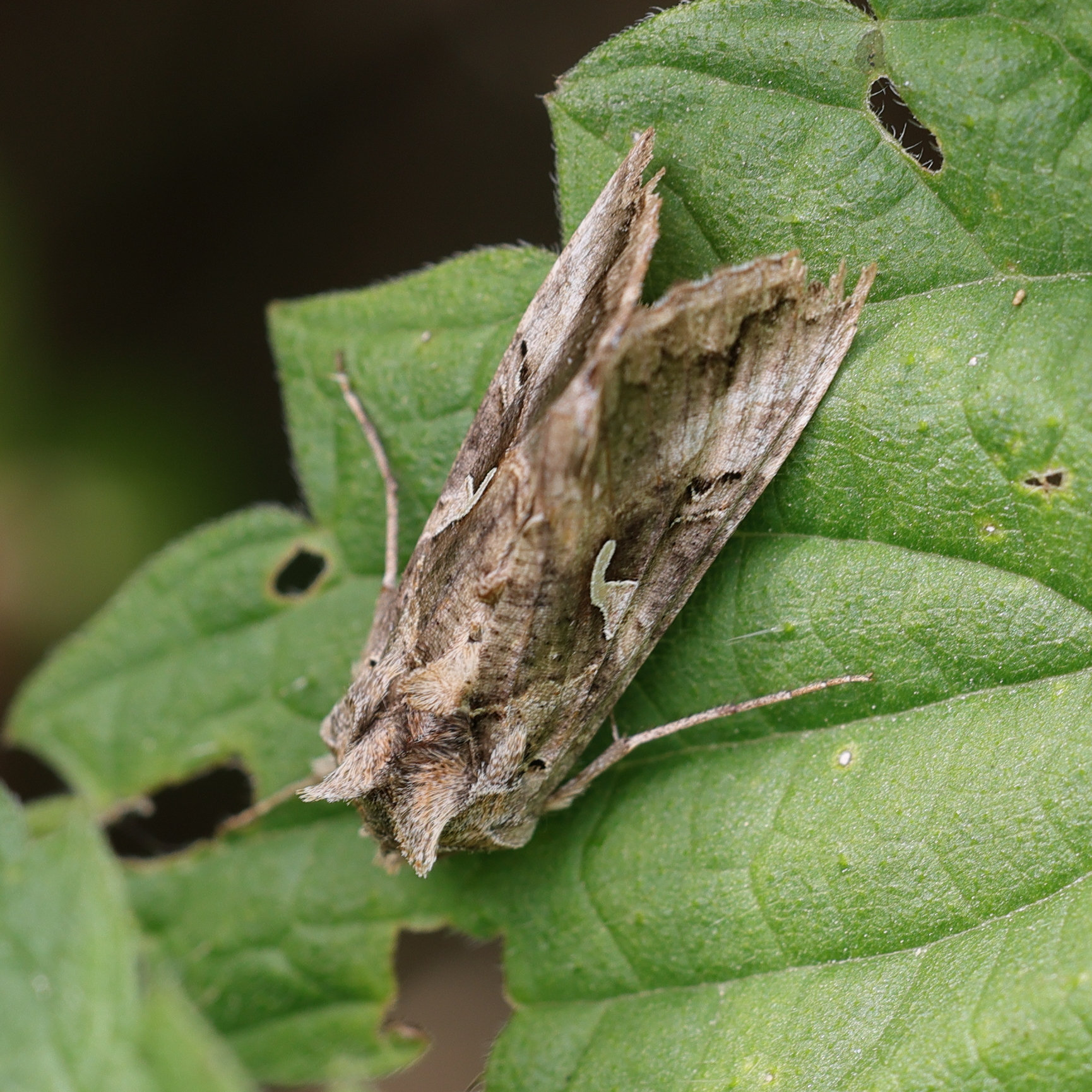 autographa_gamma7md