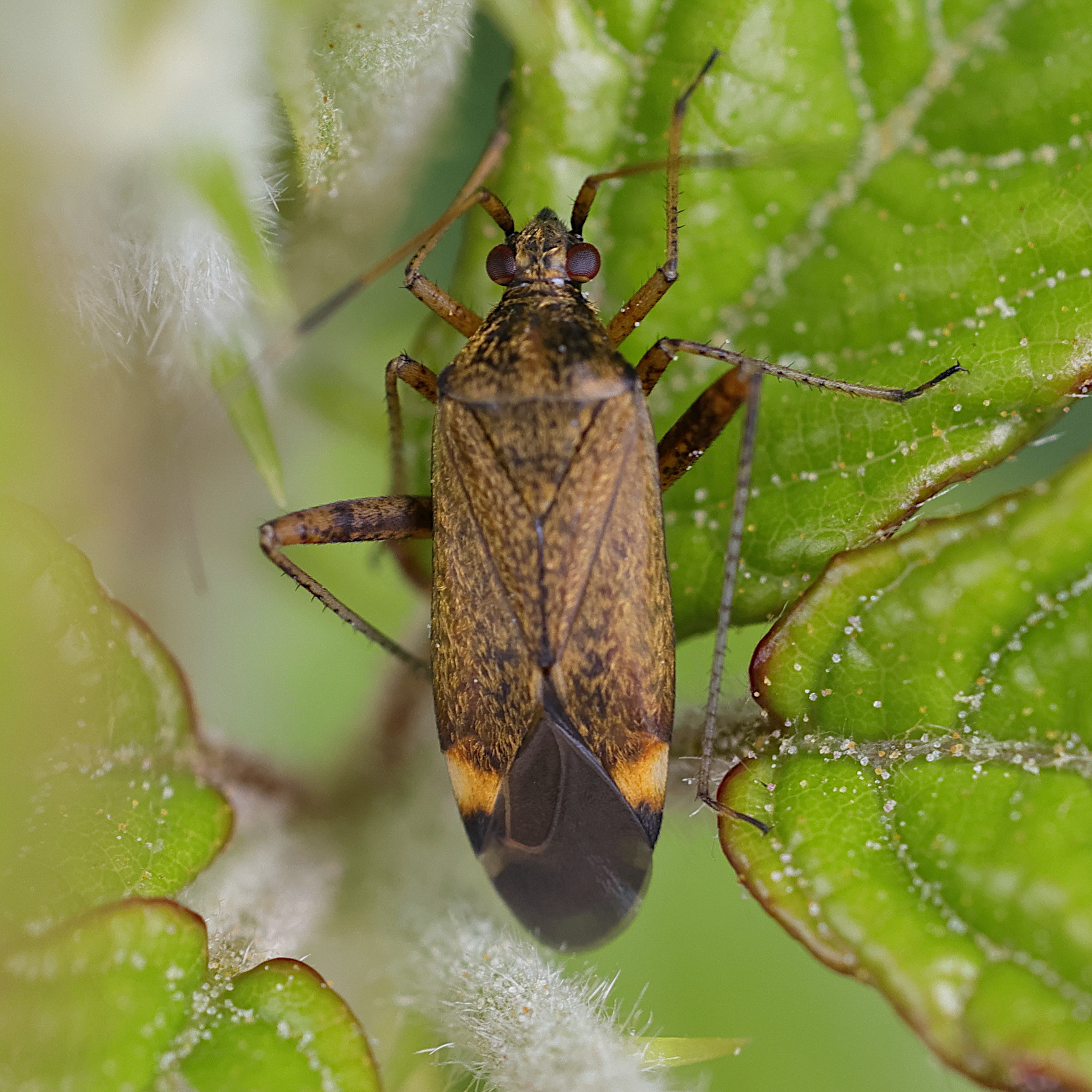 closterotomus_fulvomaculatus2md