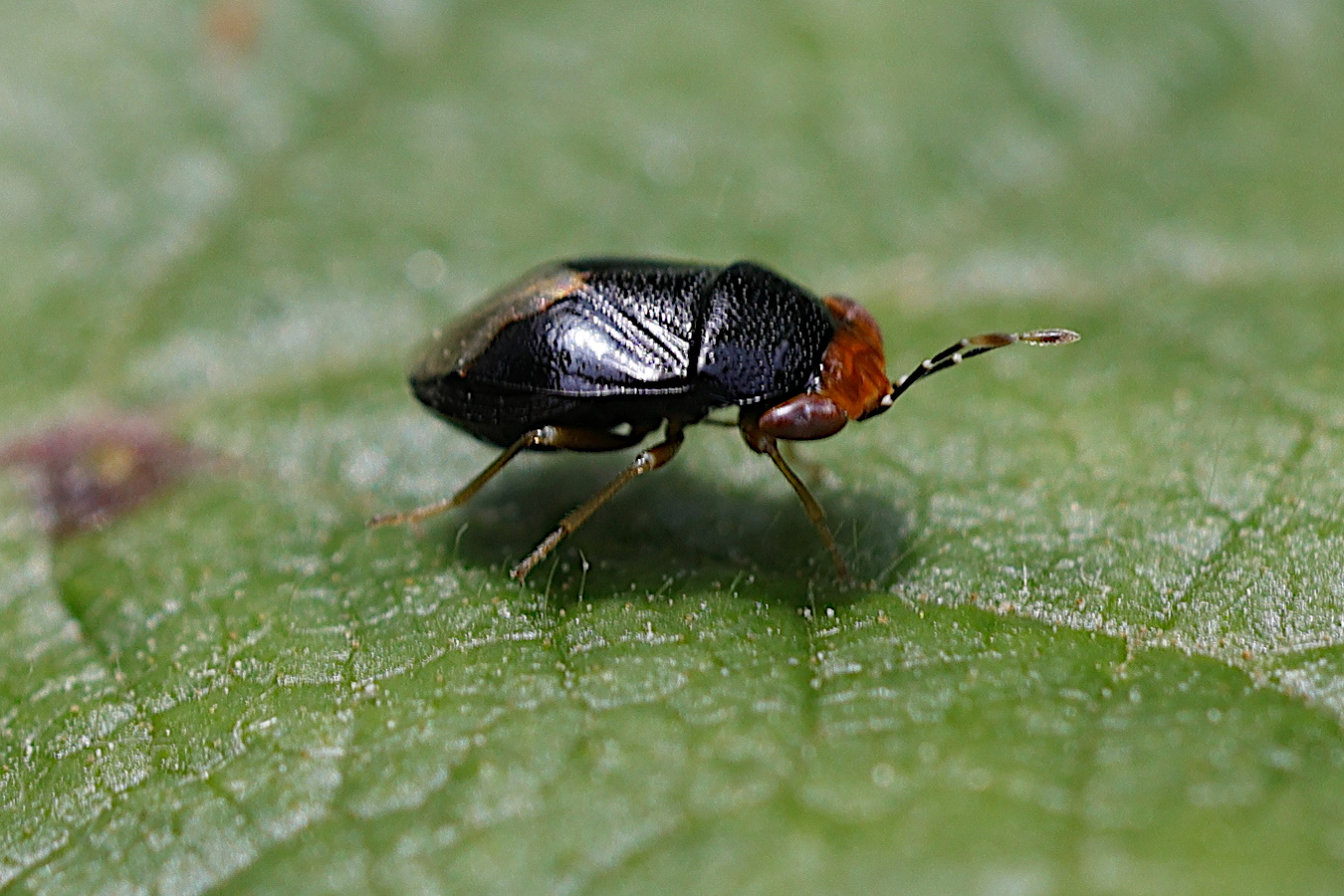 geocoris_erythrocephalus1md