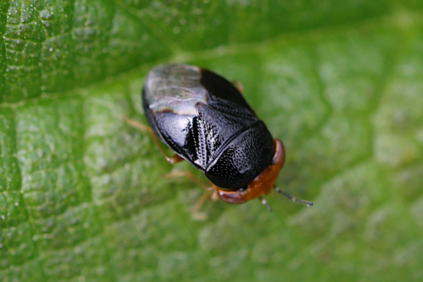 geocoris_erythrocephalus2md