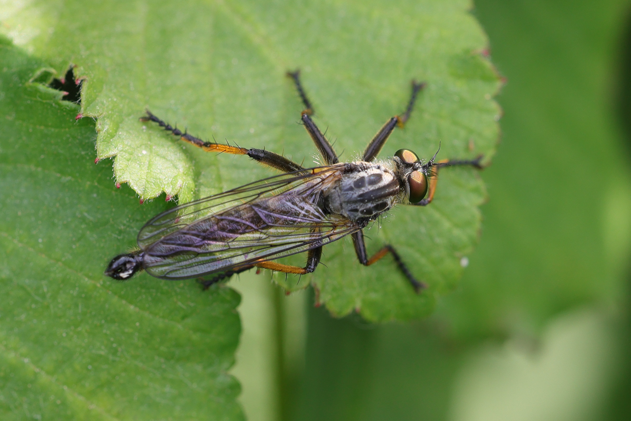 neoitamus_cyanurus3md