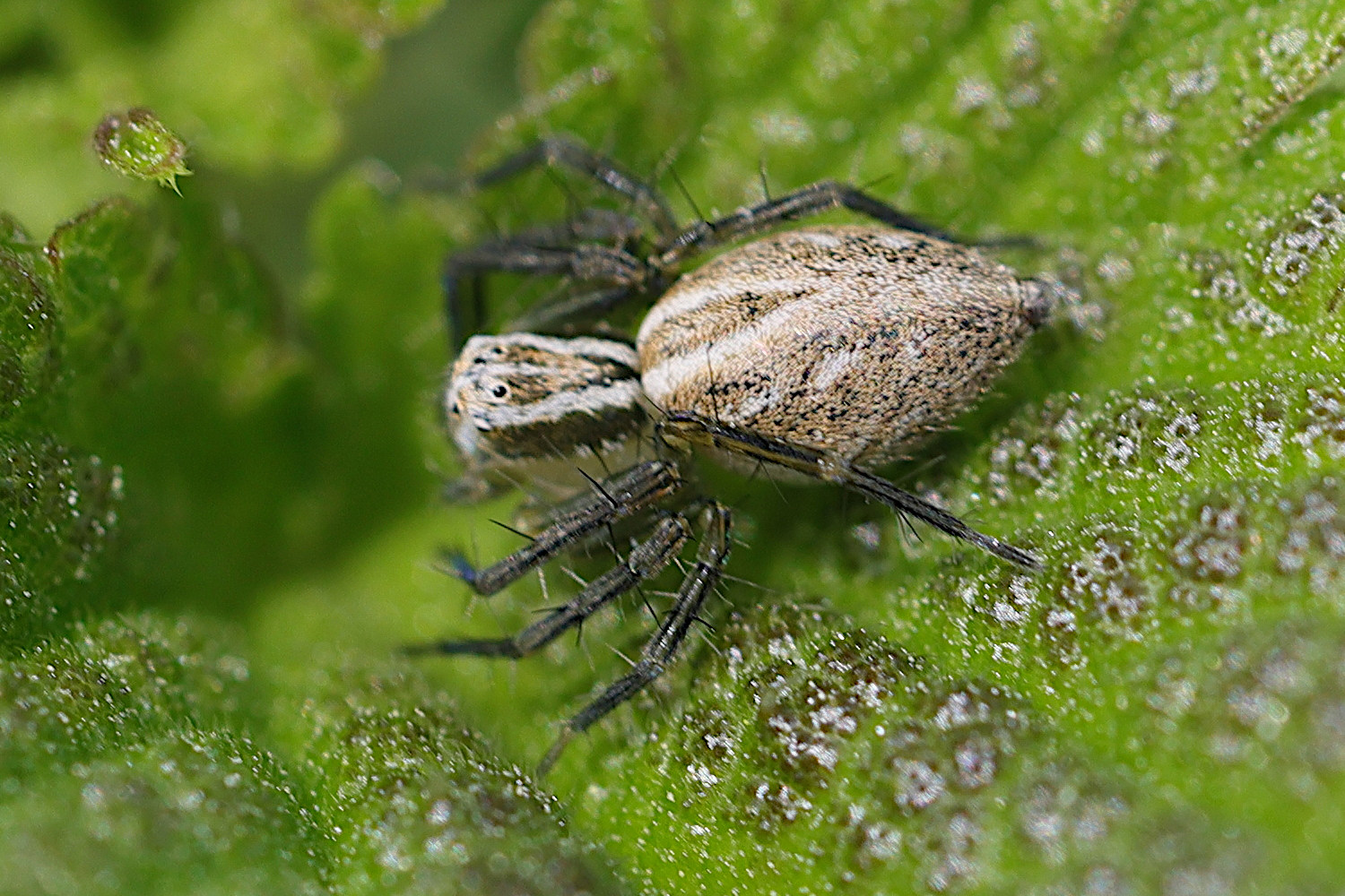 oxyopes_lineatus2md