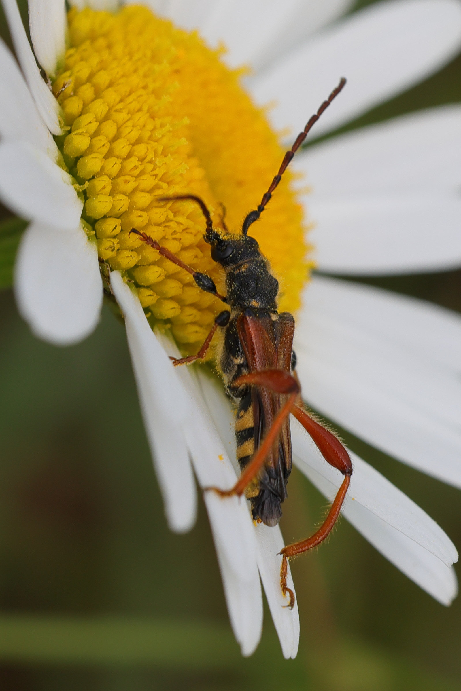 stenopterus_rufus4md