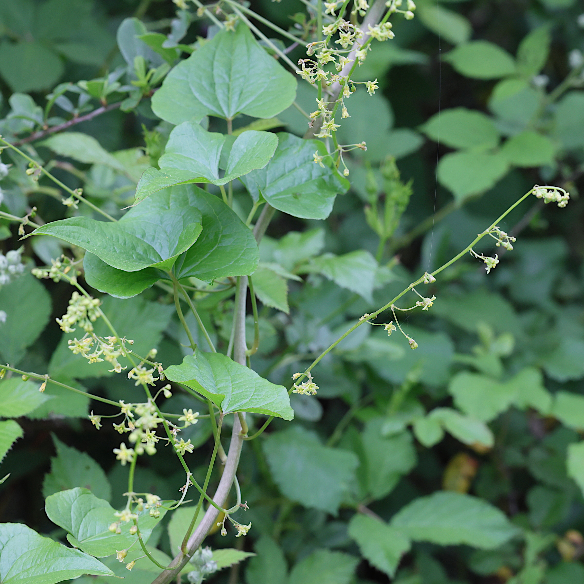 Afficher le média dioscorea_communis8md dioscorea_communis8md