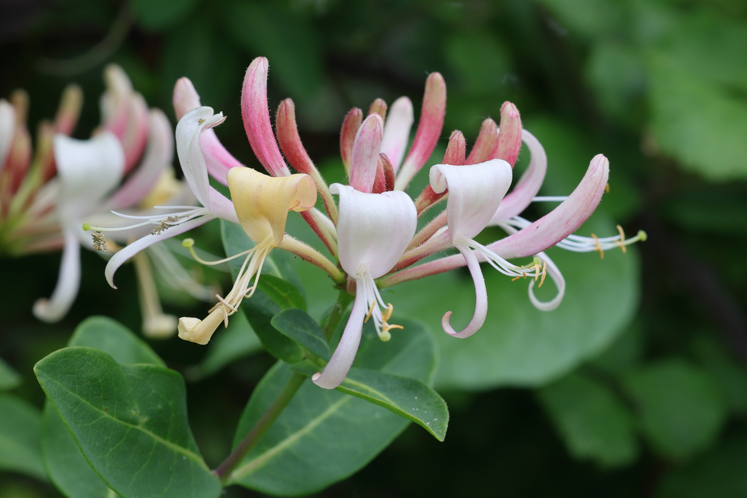 lonicera_periclymenum4md