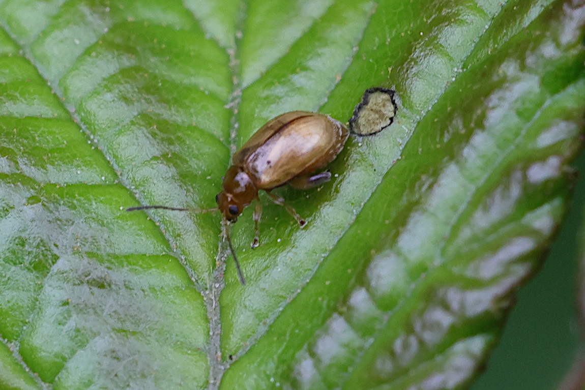 aphthona_lutescens1mdjpg