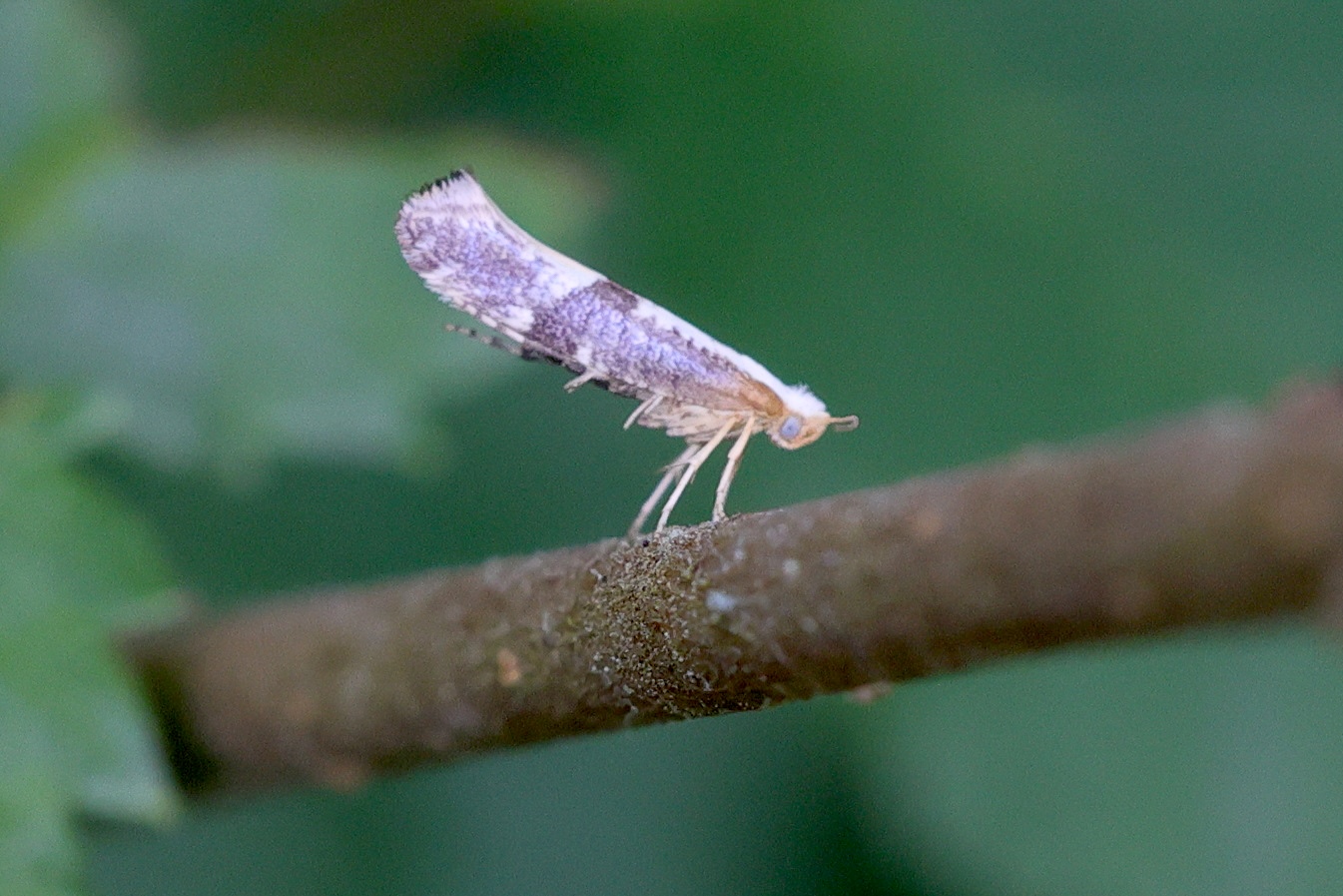 argyresthia_spinosella1md