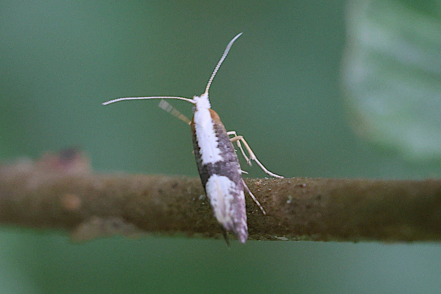 argyresthia_spinosella2md