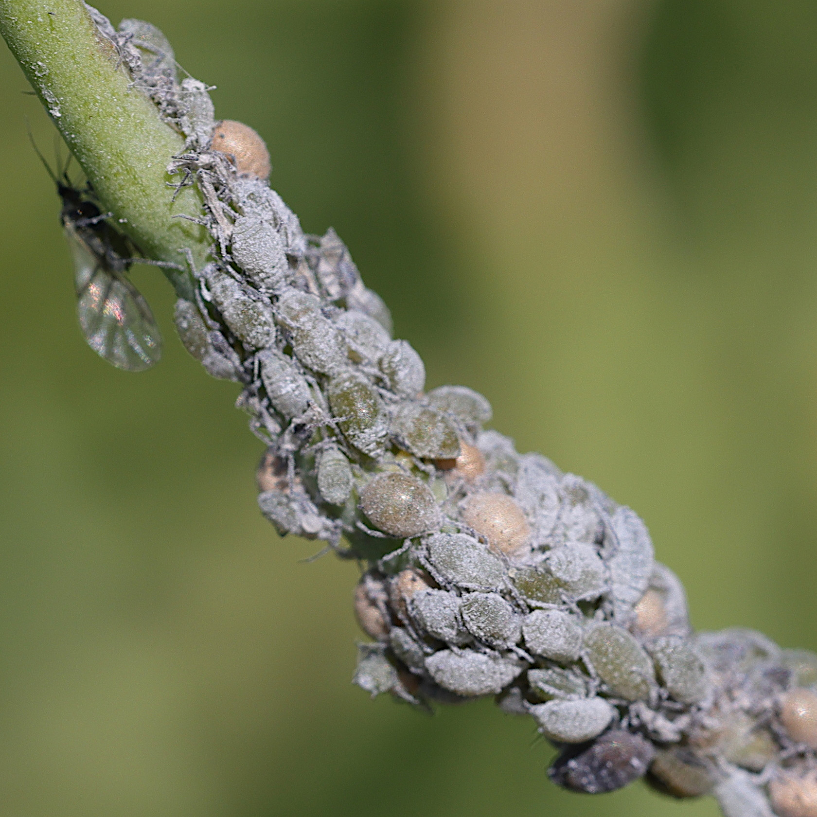 brevicoryne_brassicae2md