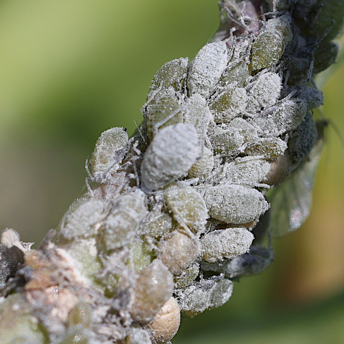 brevicoryne_brassicae3md