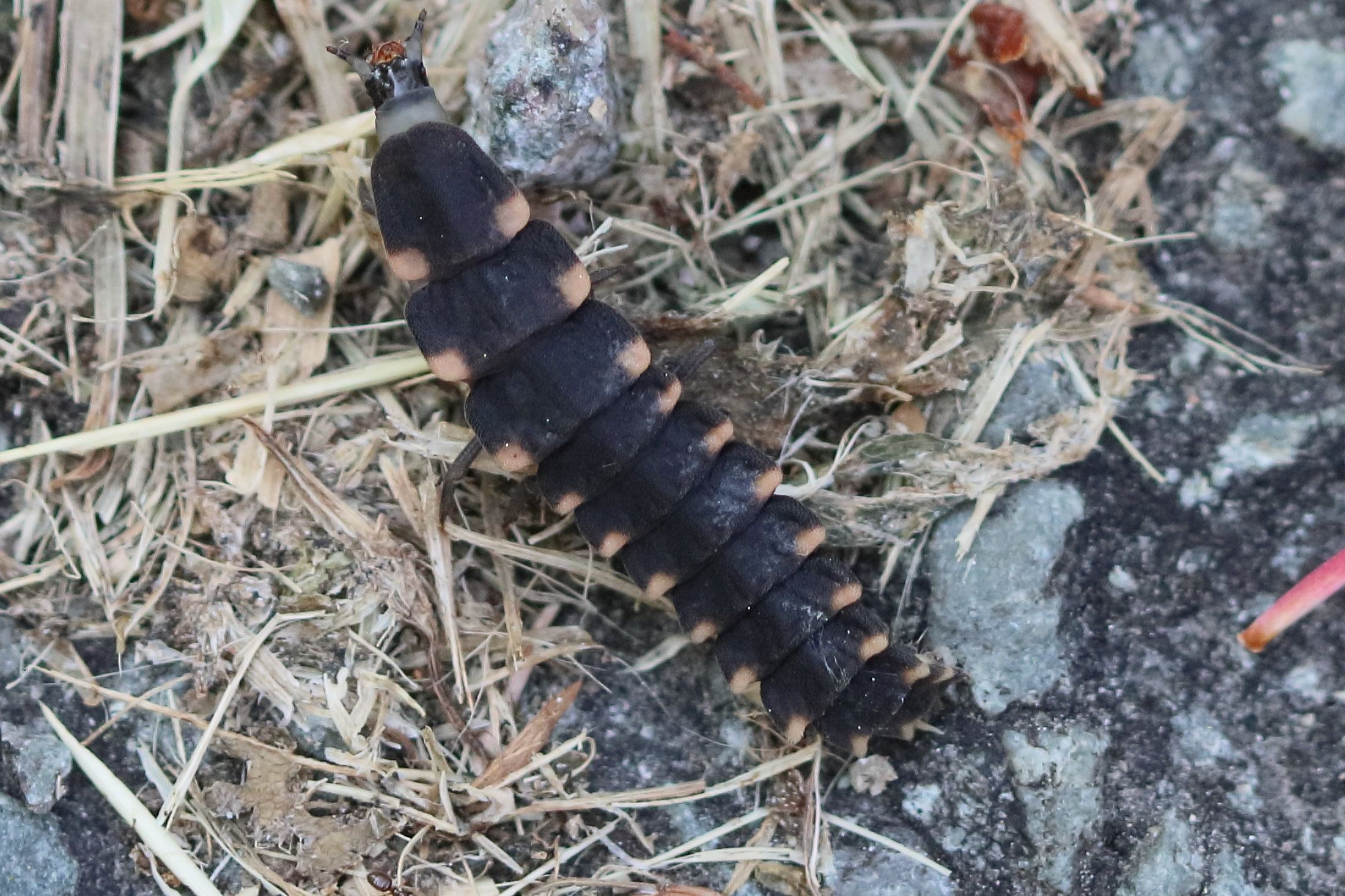 lampyris_noctiluca_larv1bd