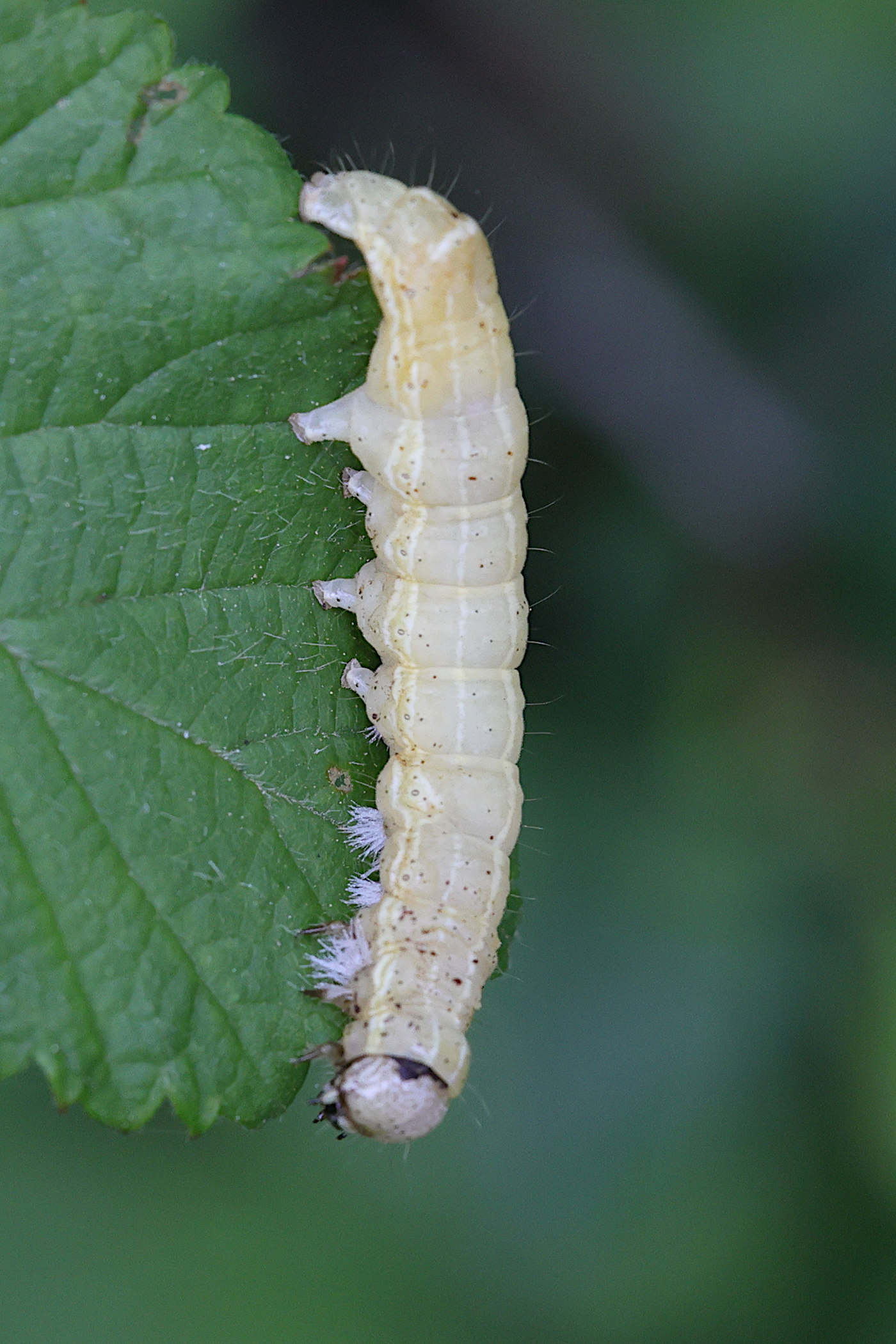 orthosia_cruda_ch6md