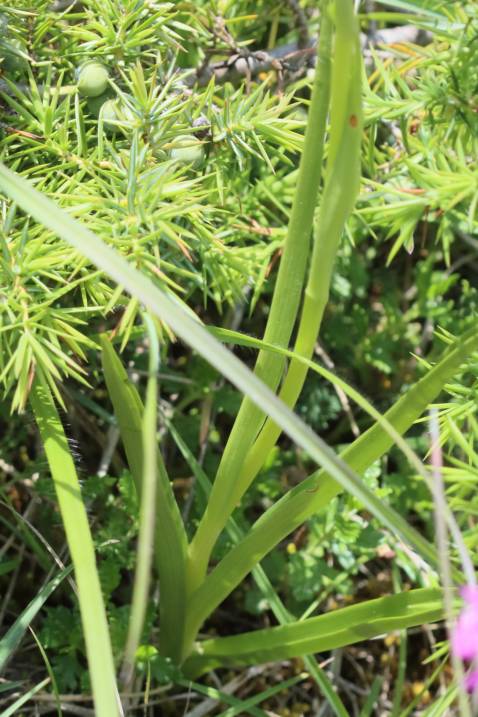 gymnadenia_conopsea9bd