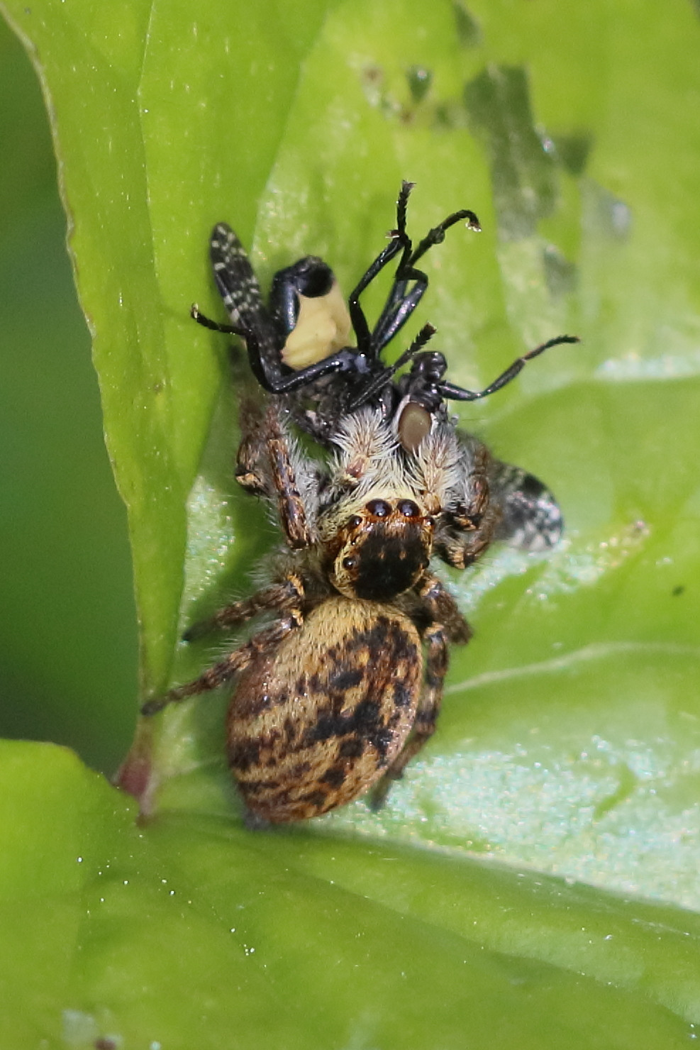 Afficher le média carrhotus_xanthogramma8bd carrhotus_xanthogramma8bd