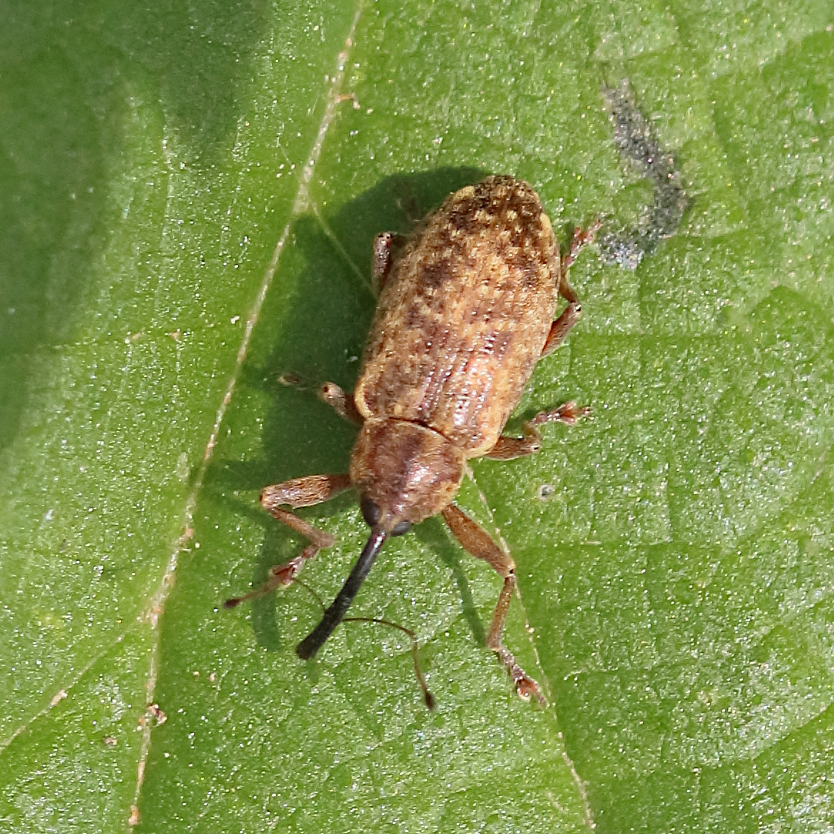 dorytomus_longimanus1bd