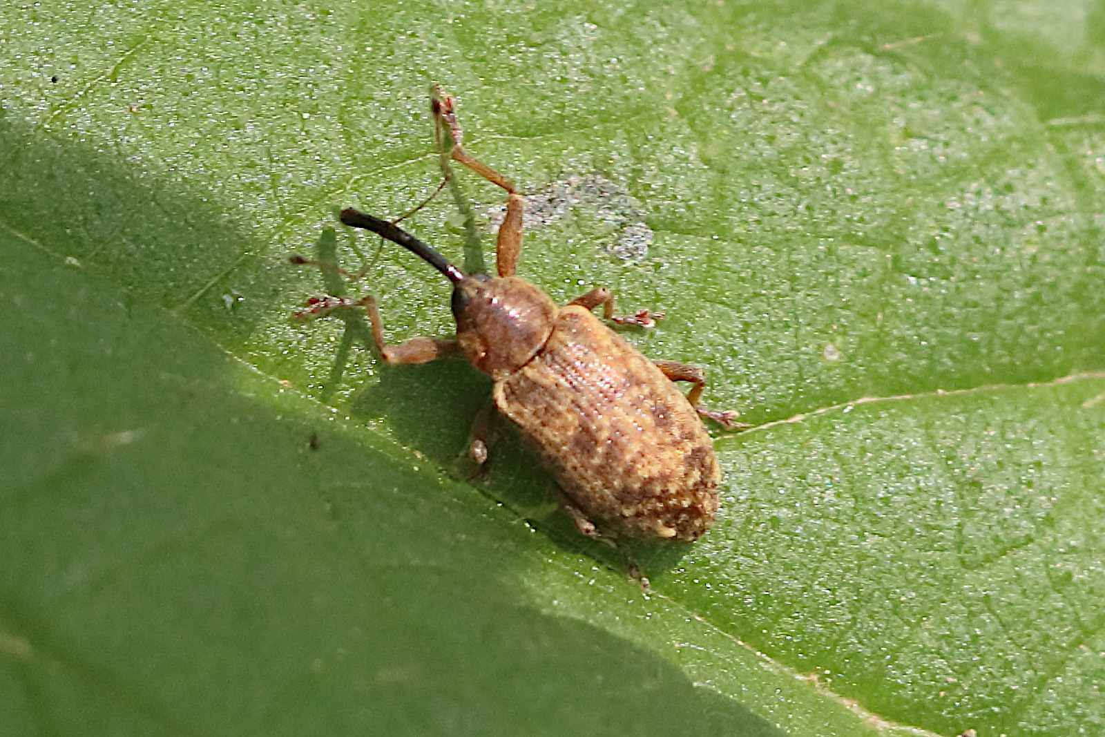 dorytomus_longimanus2bd