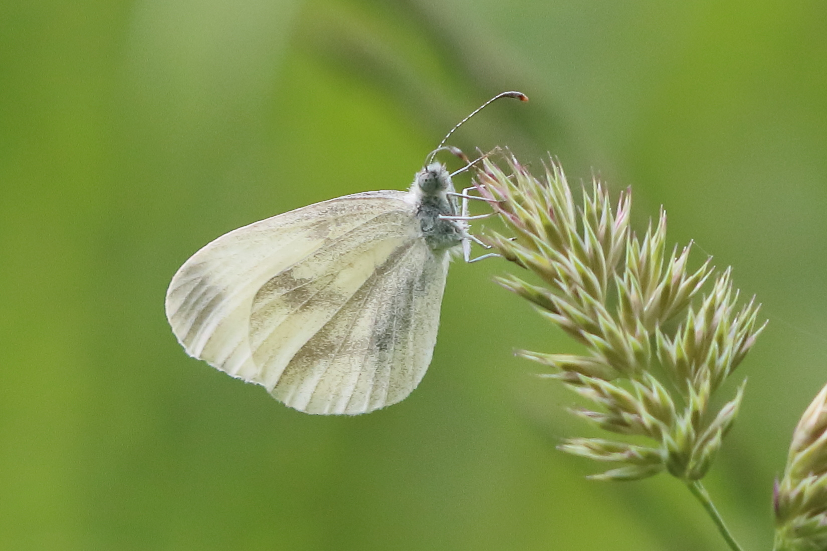 Afficher le média leptidea_sinapis5bd leptidea_sinapis5bd