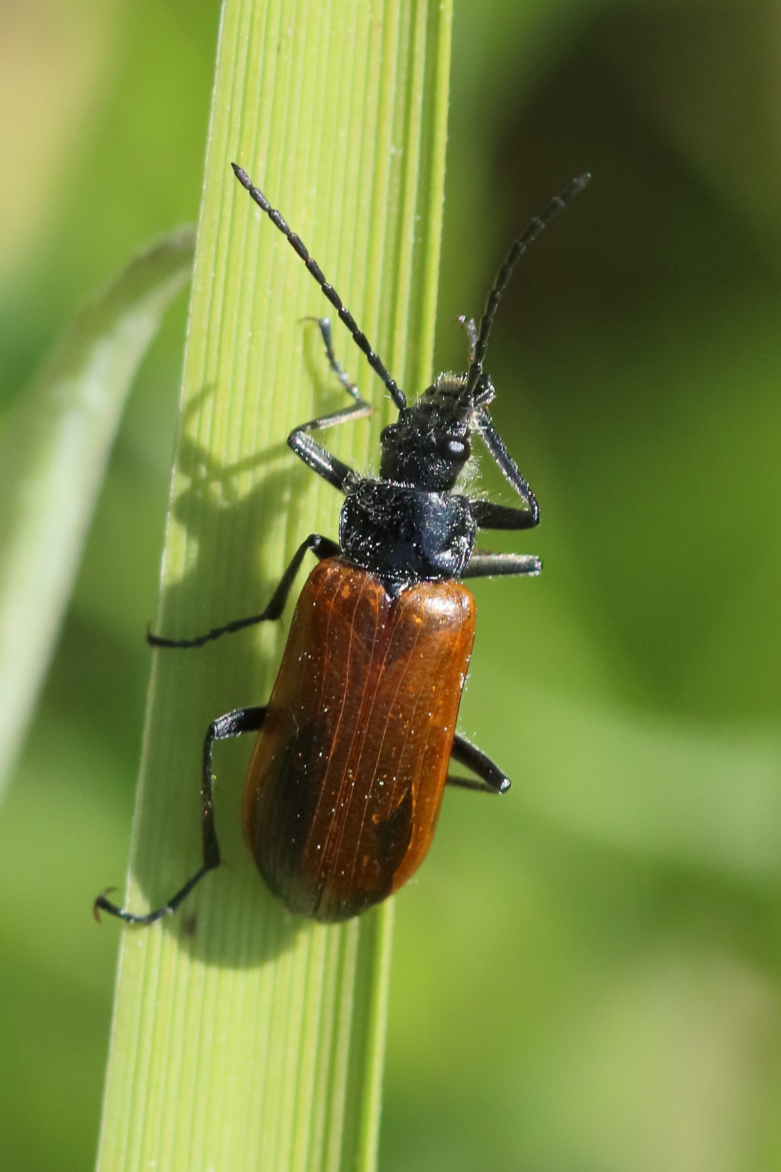 omophlus_lepturoides3bd