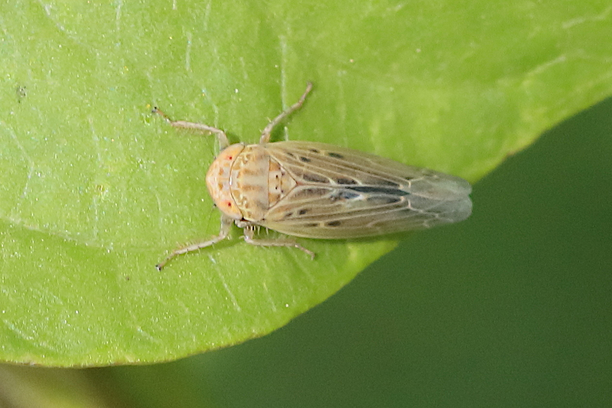 psammotettix_confinis1bd