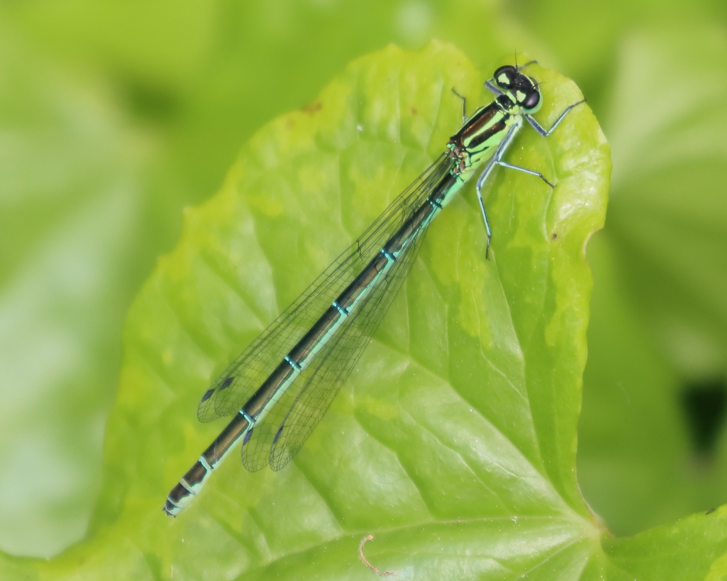 coenagrion_puella5bd