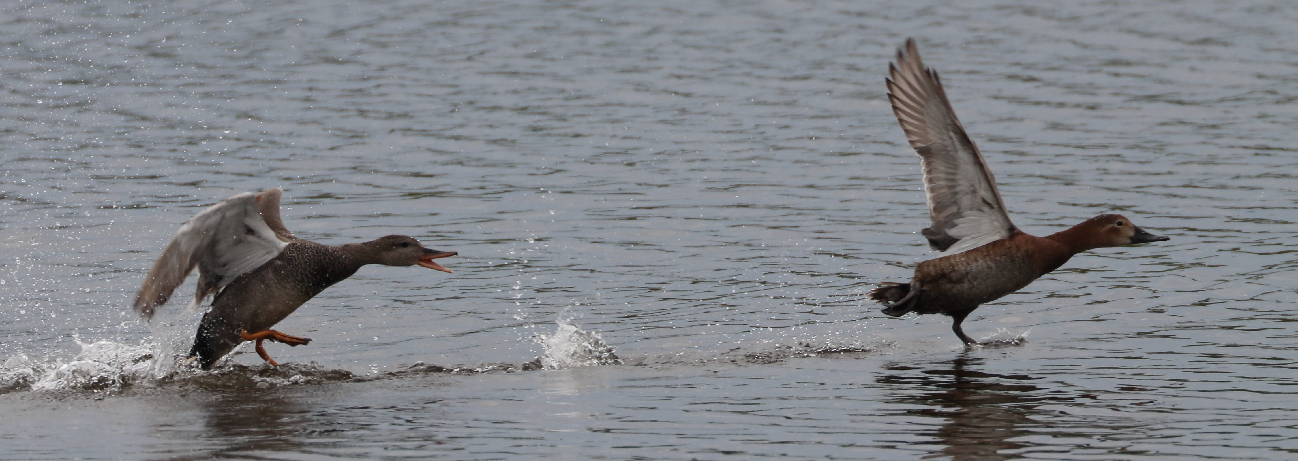 fuligule_milouin_-_aythya_ferina10bd