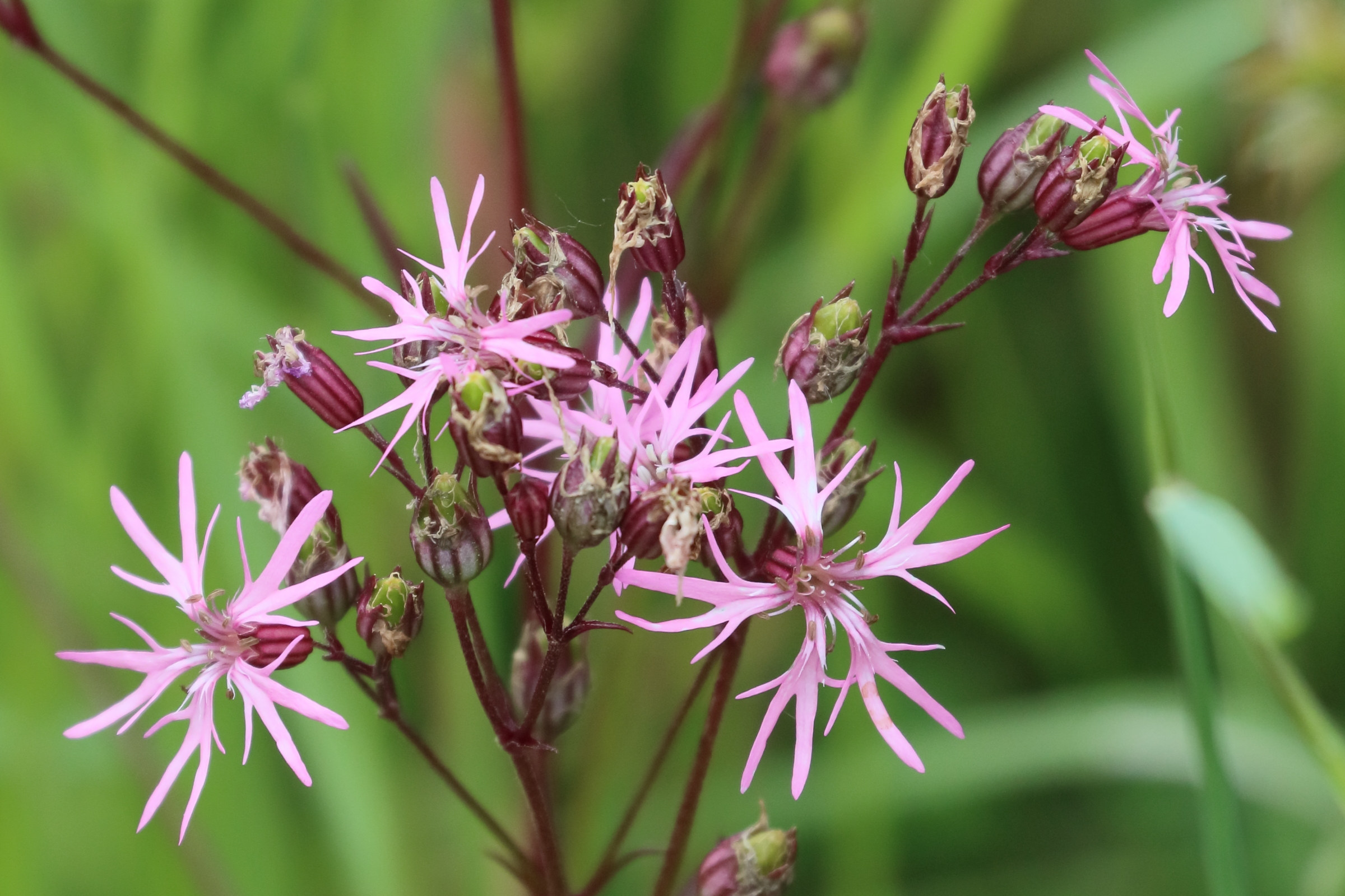 silene_flos-cuculi6bd