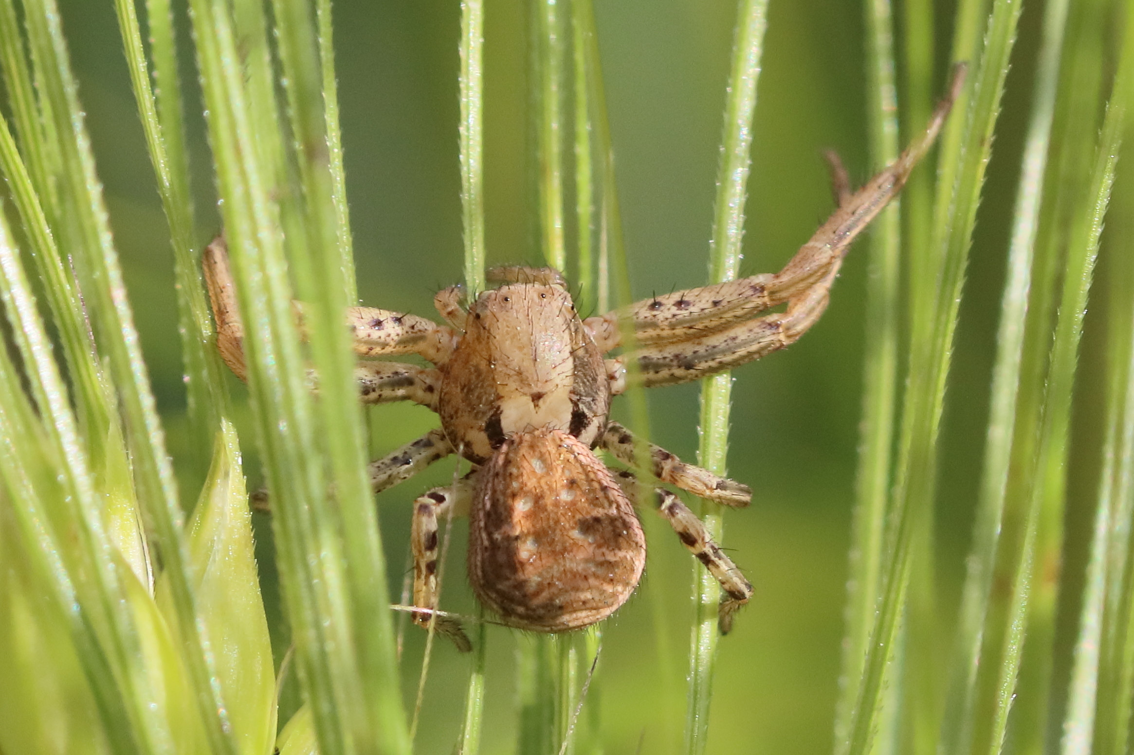 xysticus_cristatus4bd