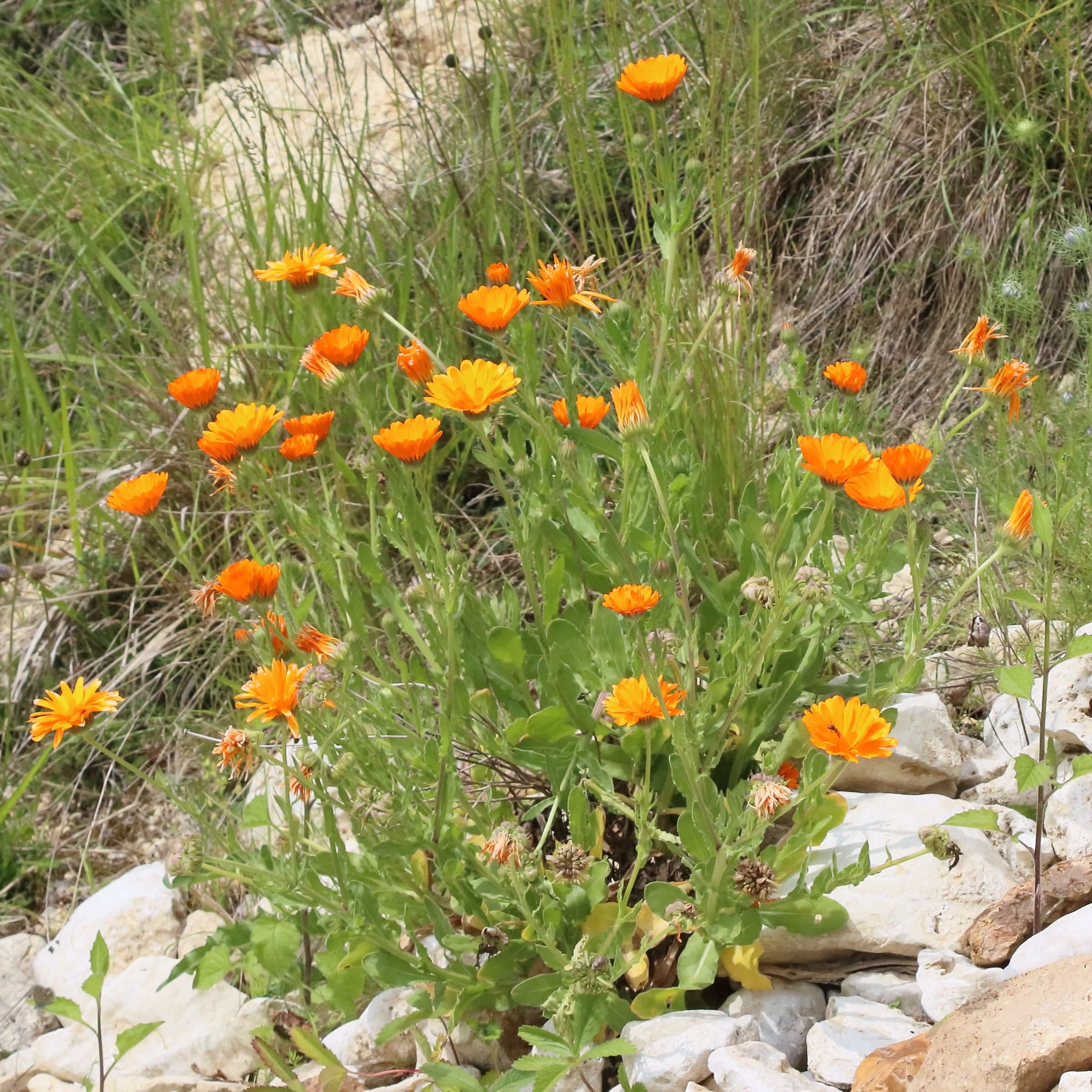 calendula_officinalis1bd