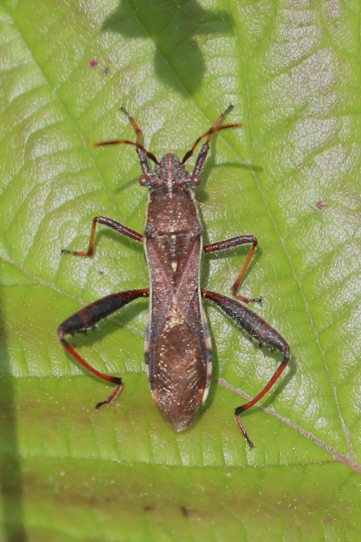 camptopus_lateralis4bd