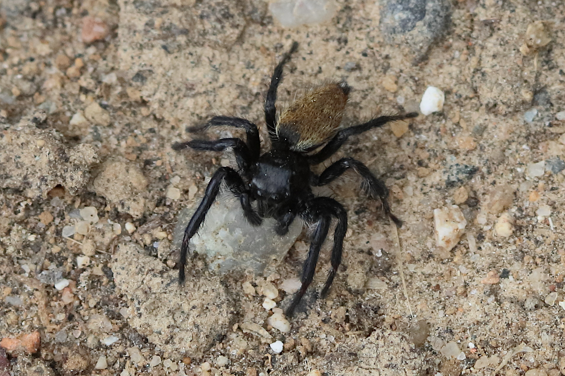 Afficher le média carrhotus_xanthogramma9bd carrhotus_xanthogramma9bd