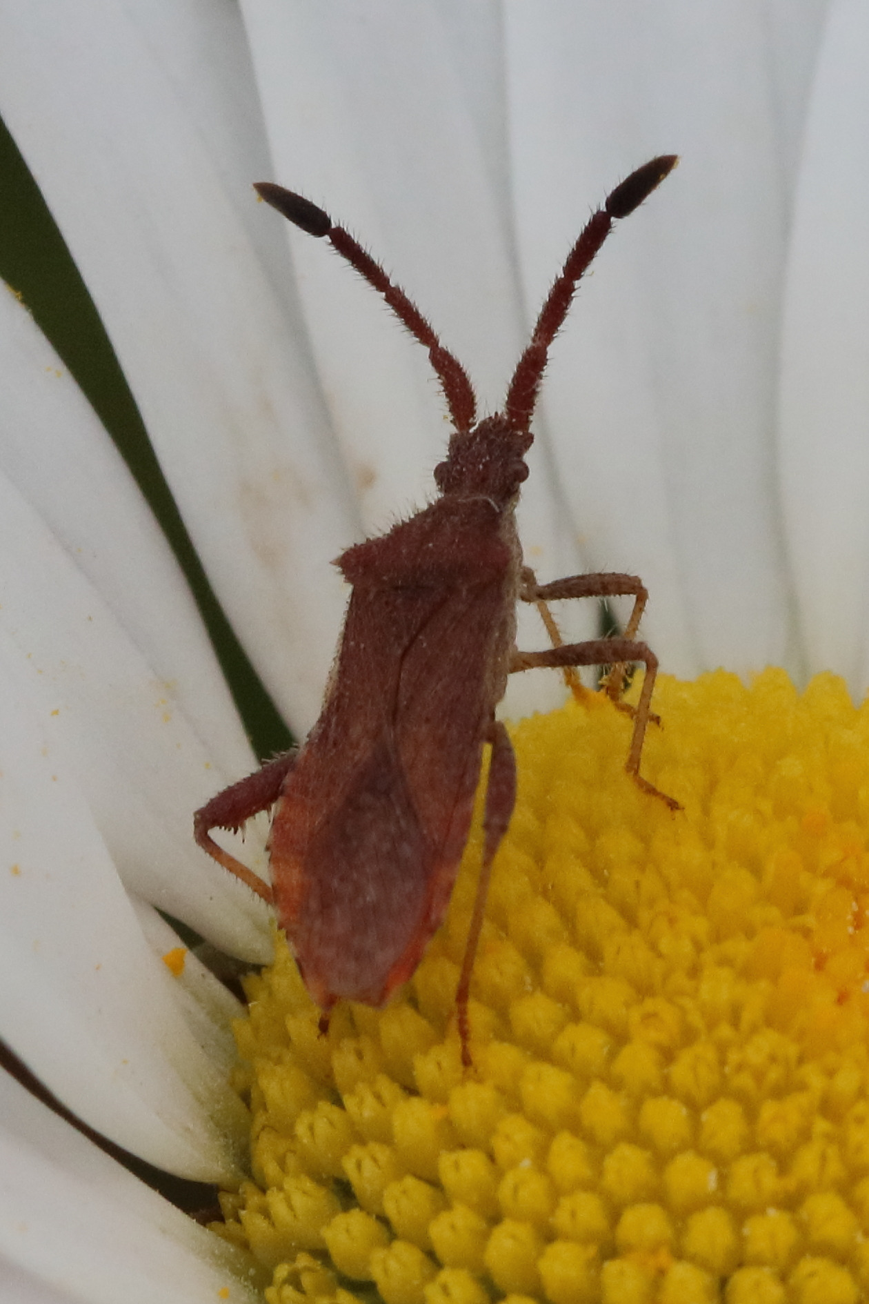 coriomeris_denticulatus2bd