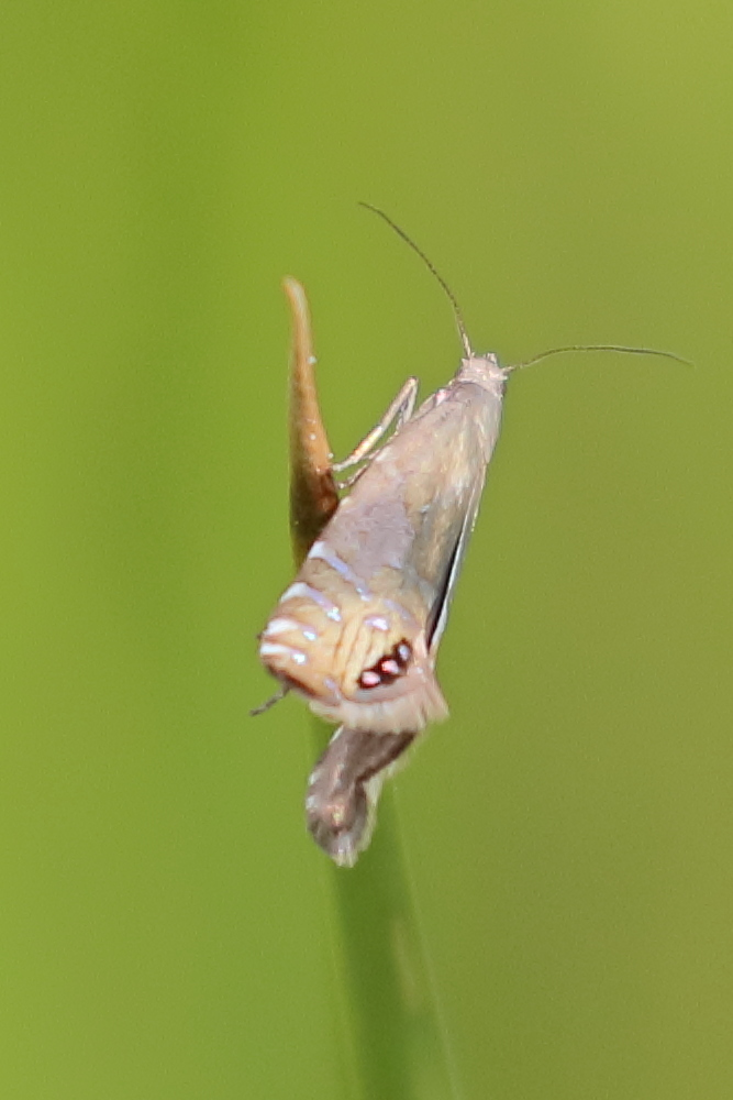 glyphipterix_thrasonella1bd