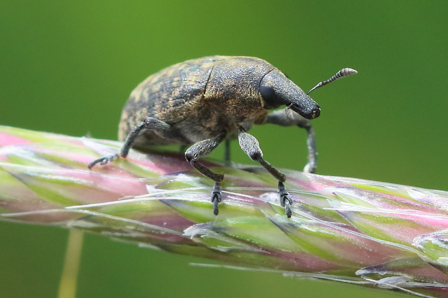 larinus_turbinatus3bdjpg