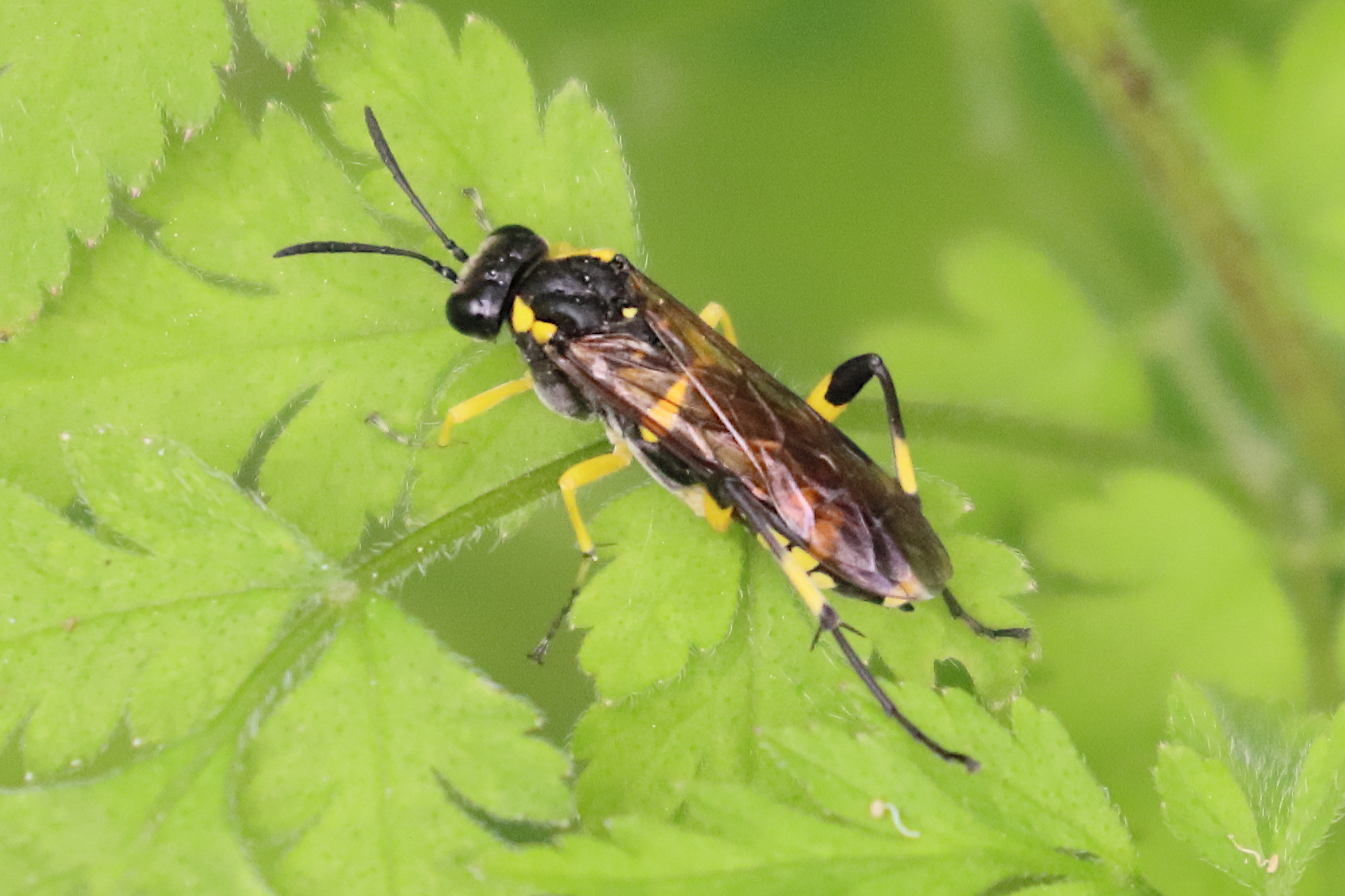 macrophya_montana6bdjpg