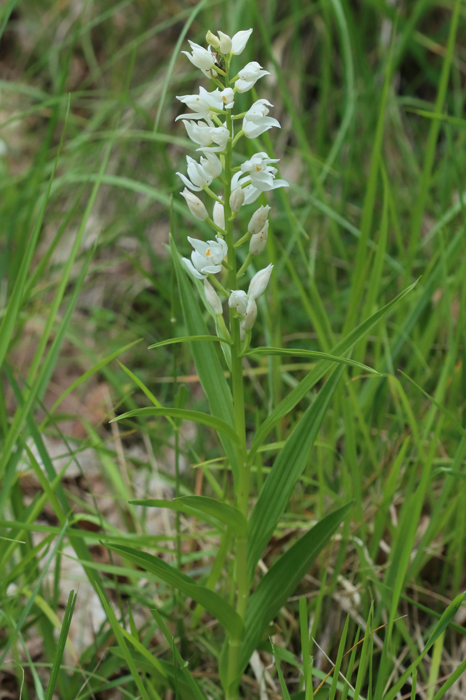 Afficher le média cephalanthera_longifolia7bd cephalanthera_longifolia7bd