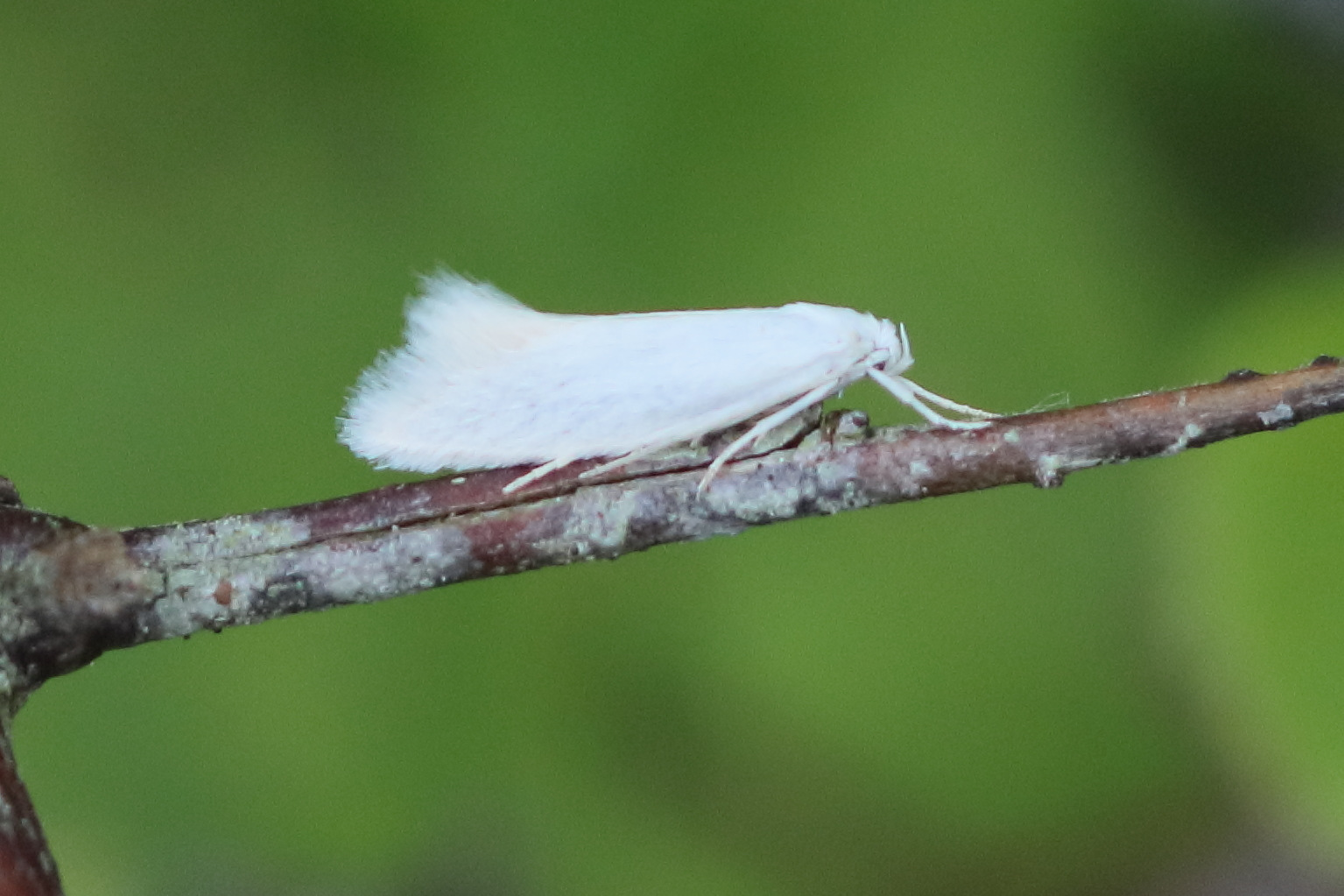 elachista_argentella2bd