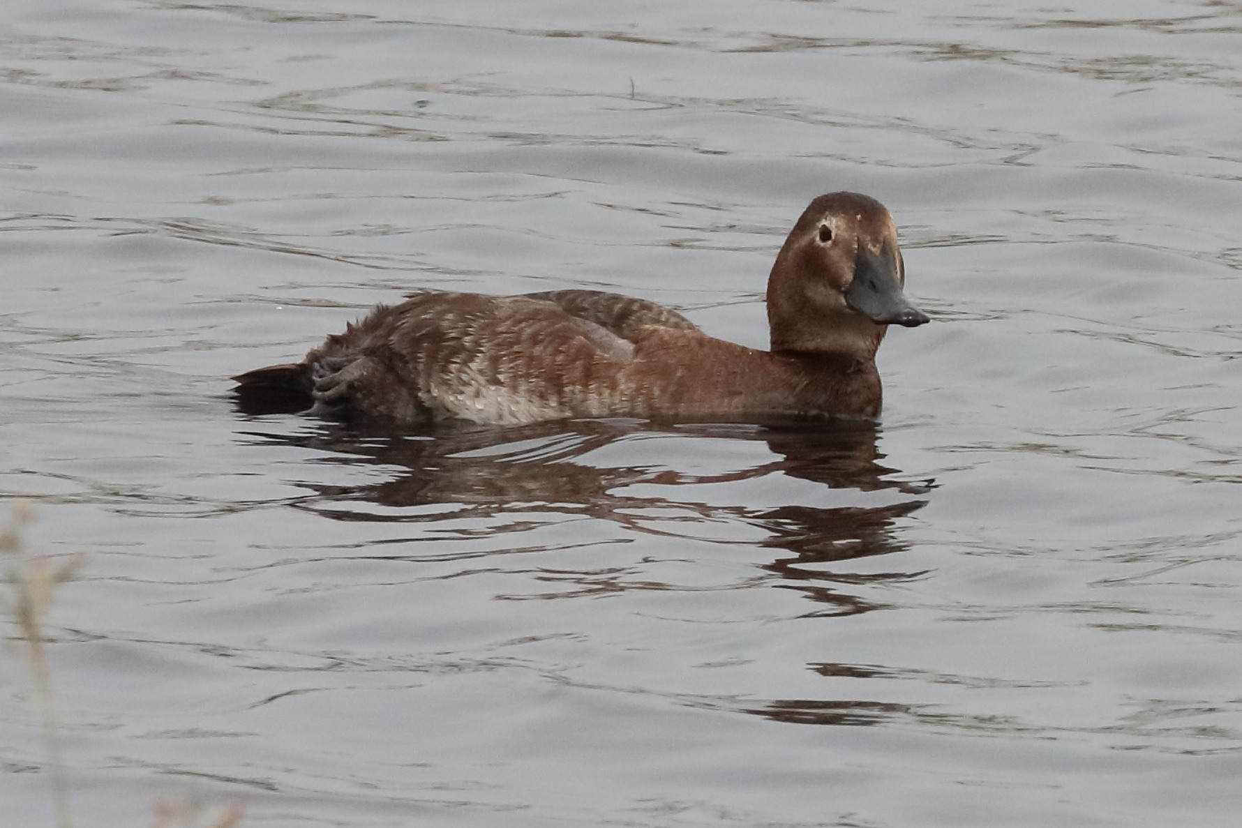 fuligule_milouin_-_aythya_ferina11bd