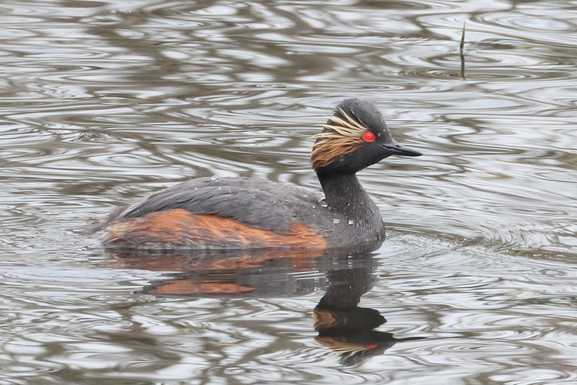 grebe_a_cou_noir_-_podiceps_nigricollis6bd
