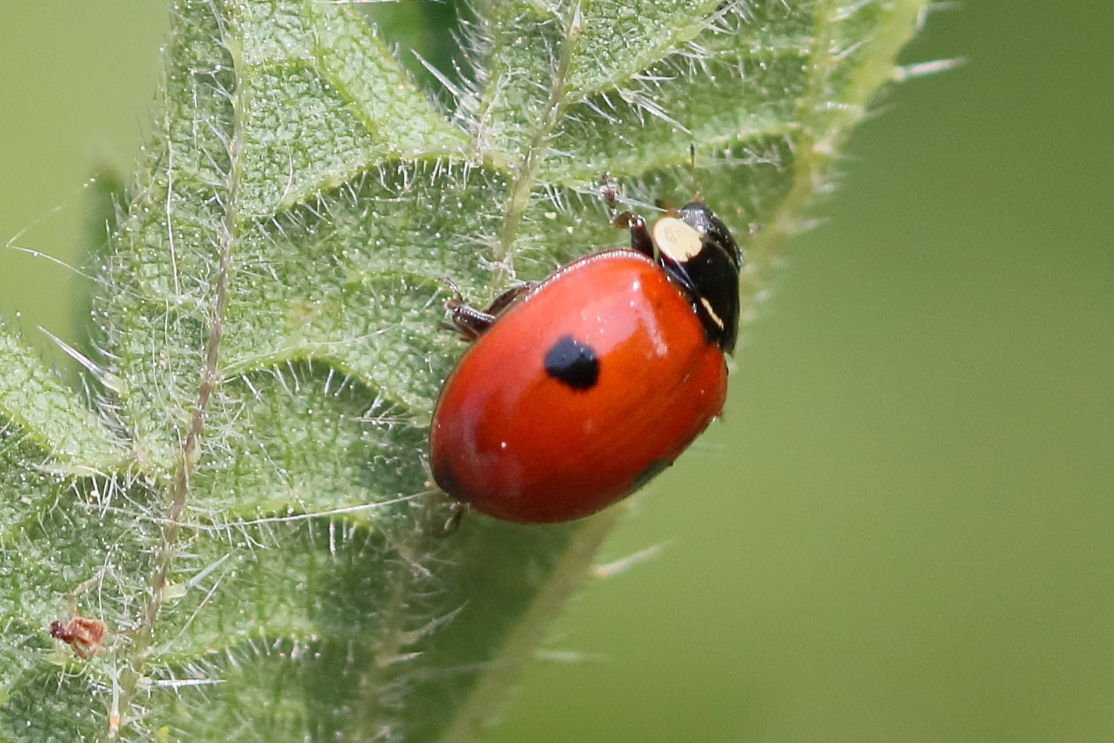 adalia_bipunctata4bd