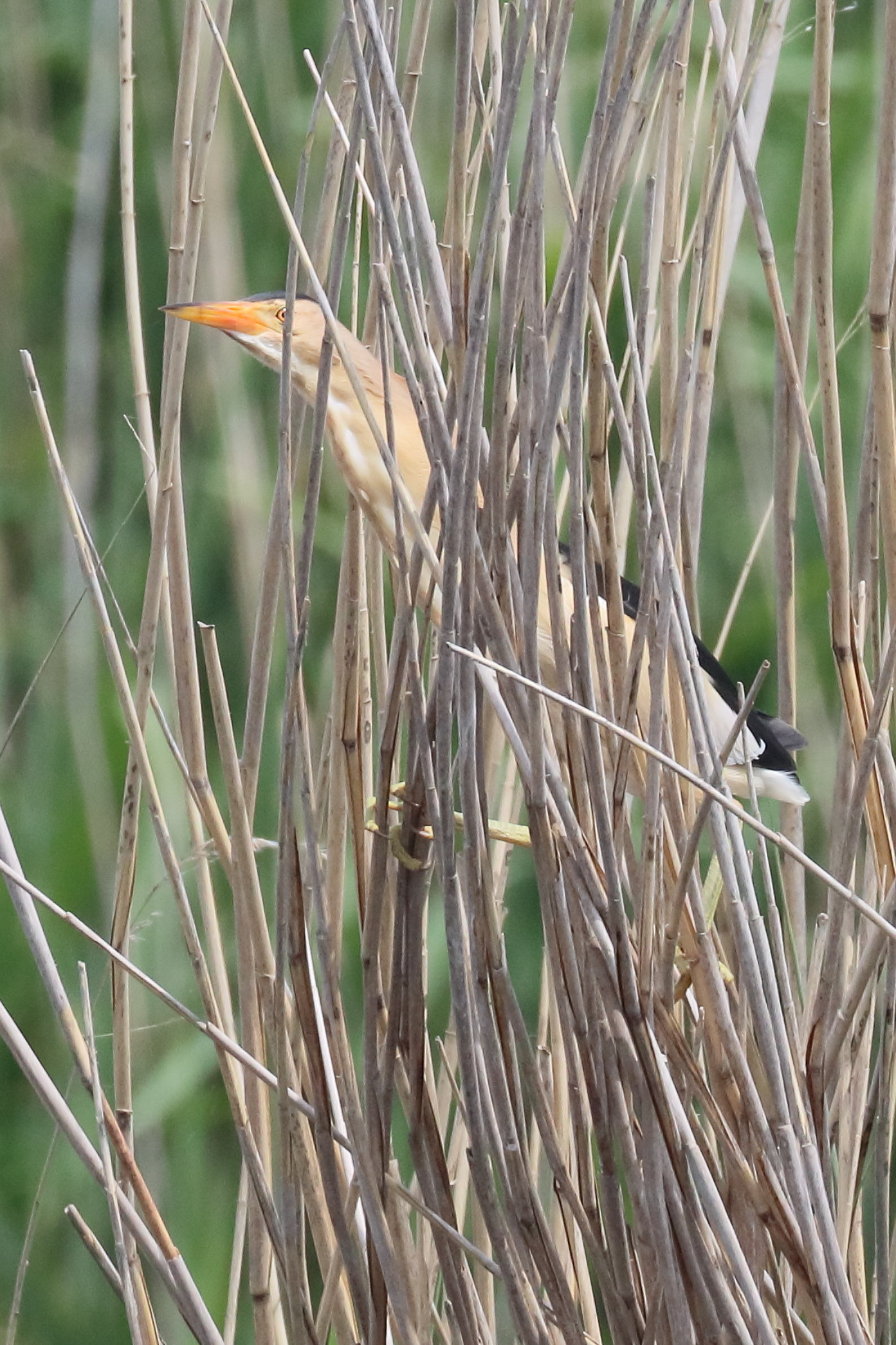 blongios_nain_-_ixobrychus_minutus8bd