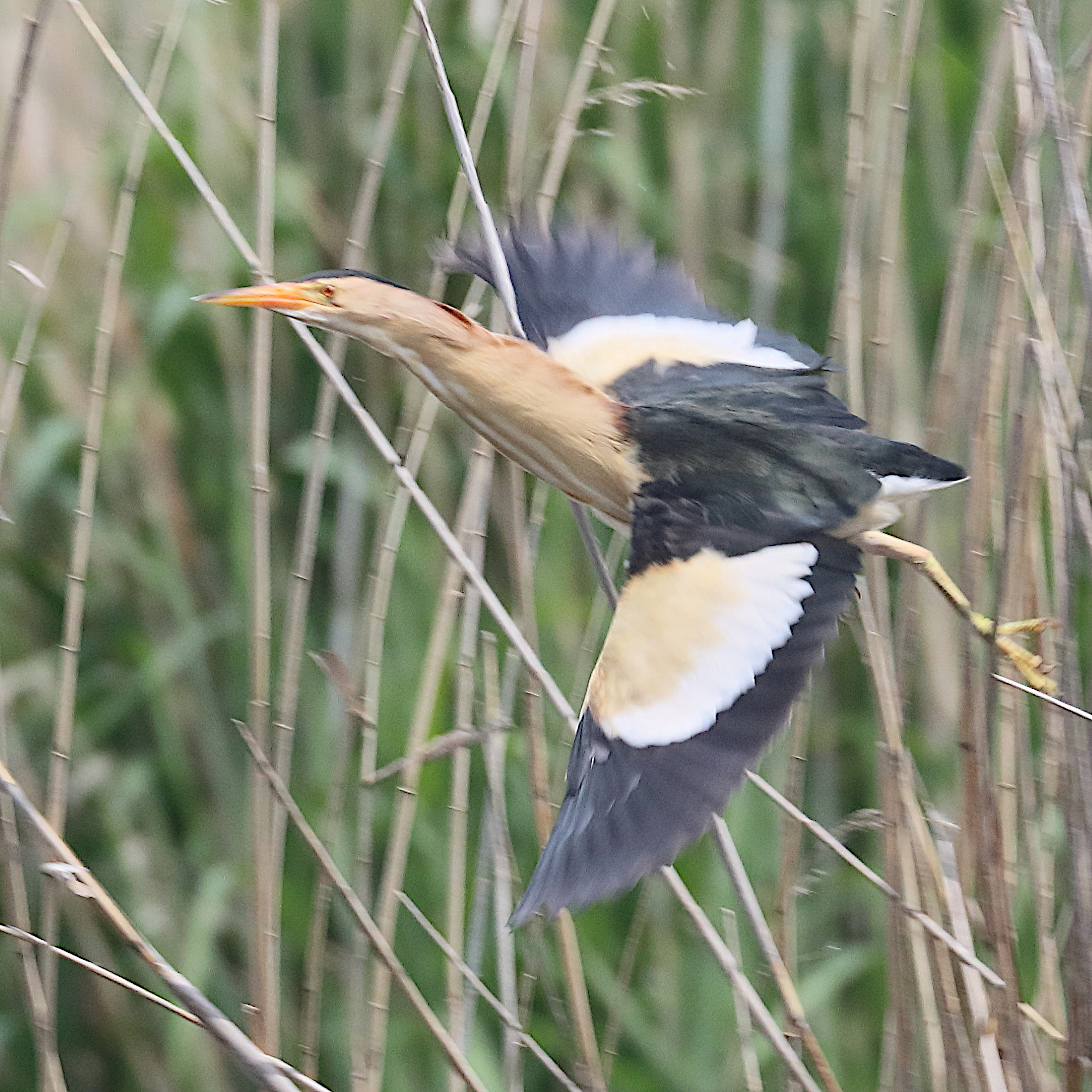 blongios_nain_-_ixobrychus_minutus9bd