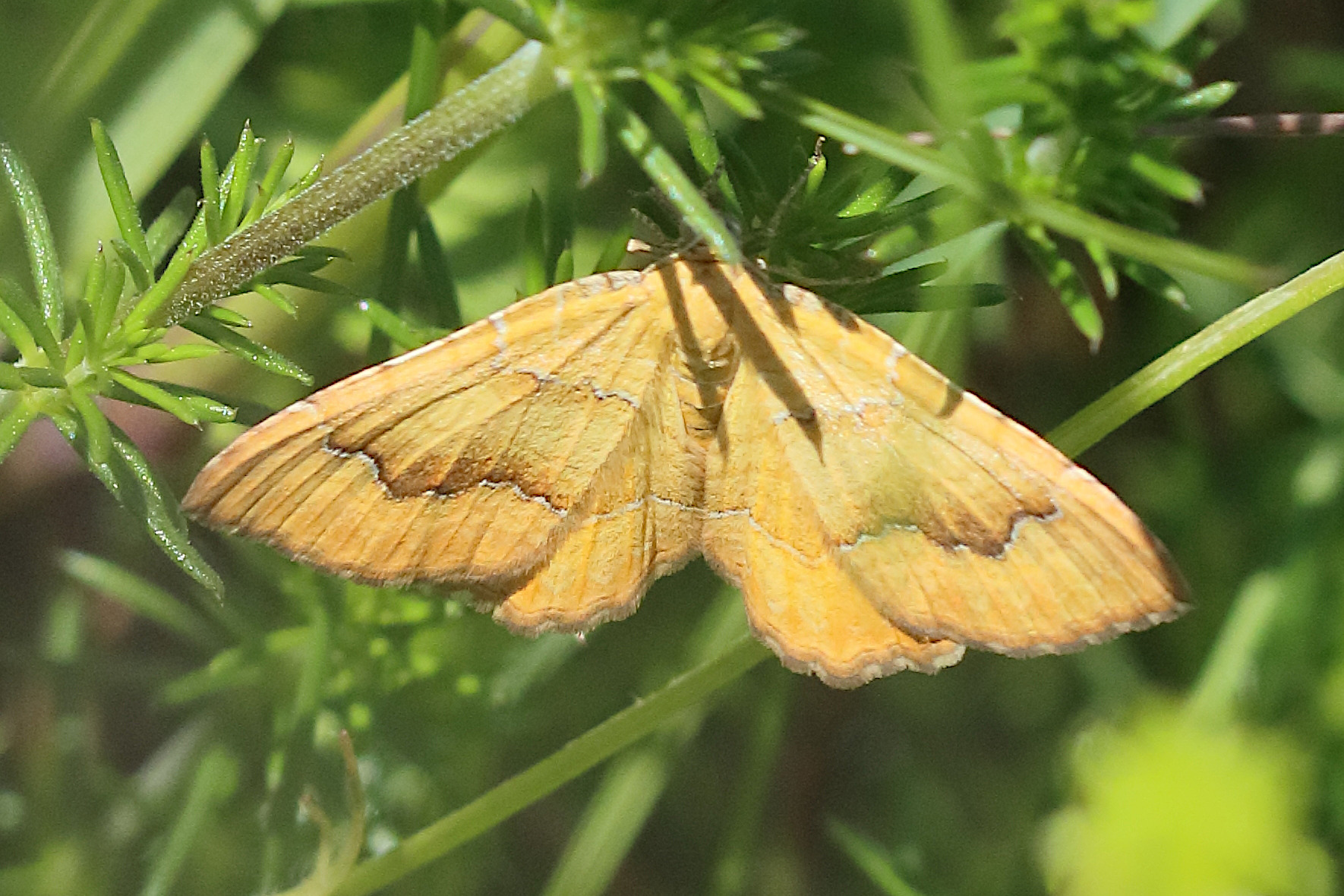 Afficher le média camptogramma_bilineata9bd camptogramma_bilineata9bd